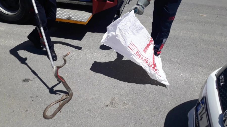 Kargo şubesine giren yılan şok yaşattı! İtfaiye ekipleri ve çalışanlara zor anlar yaşattı