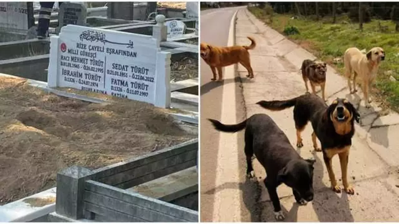 Köpeklerin meskeni halinde geldi! Başıboş köpekler Süleyman Seba’nın mezarını tahrip etti