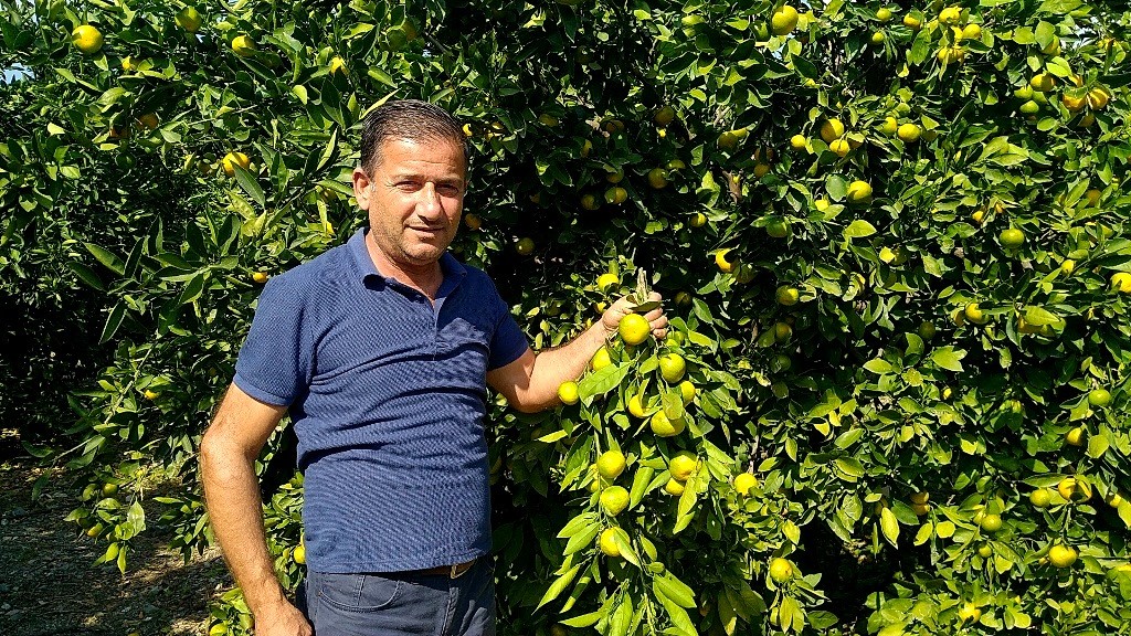 Erzin’de narenciyeler dalında kaldı! Üreticiler ürünlerini toplayacak işçi bulamıyor