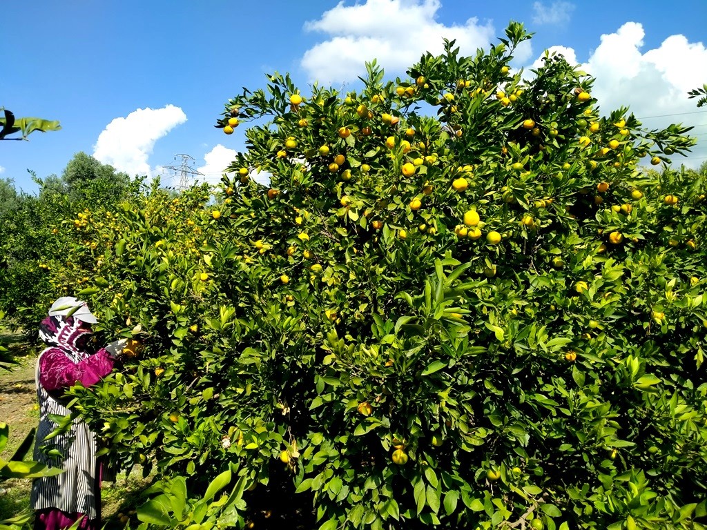 Erzin’de narenciyeler dalında kaldı! Üreticiler ürünlerini toplayacak işçi bulamıyor