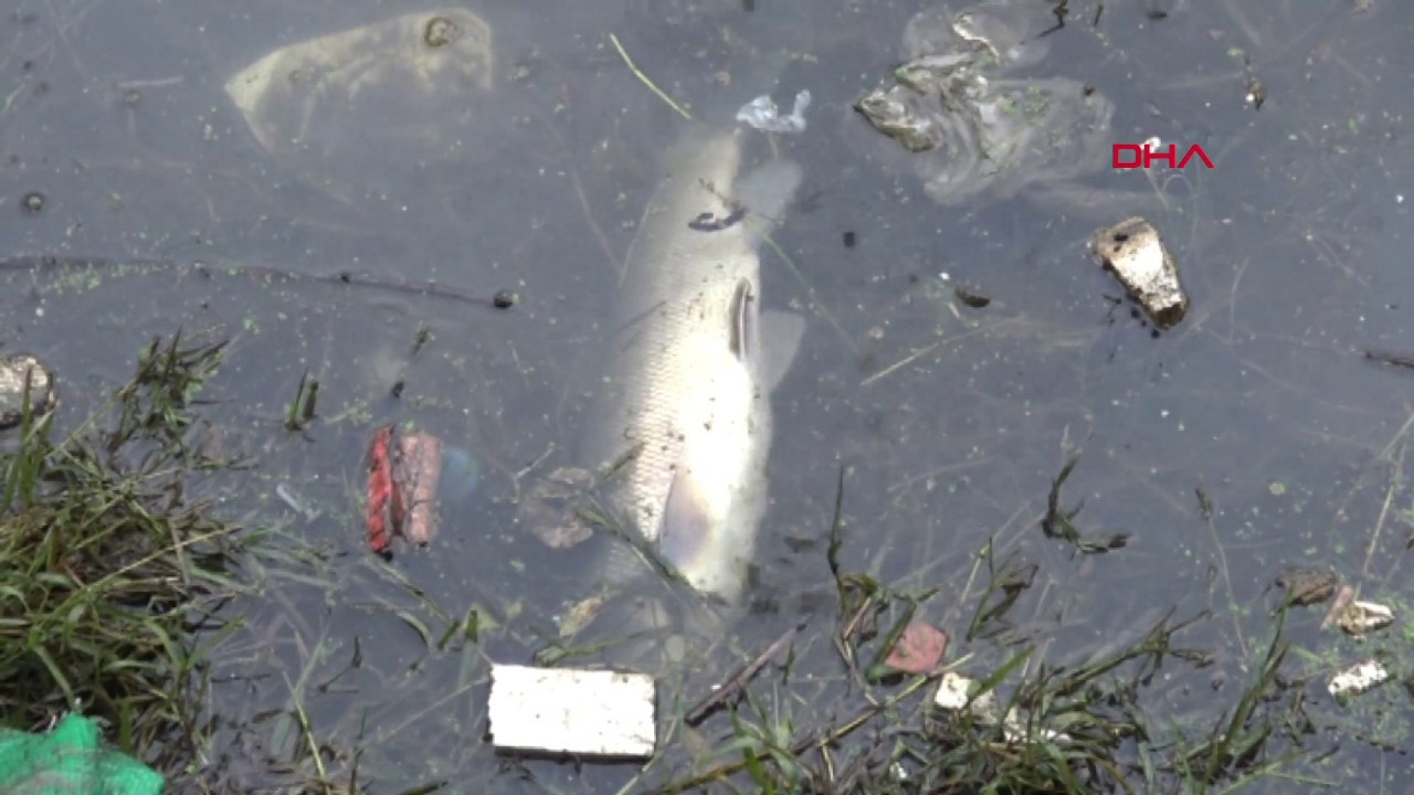 Su seviyesi düştü, balıklar kıyıya vurdu! Yeşilırmak’ta toplu balık ölümleri görüldü