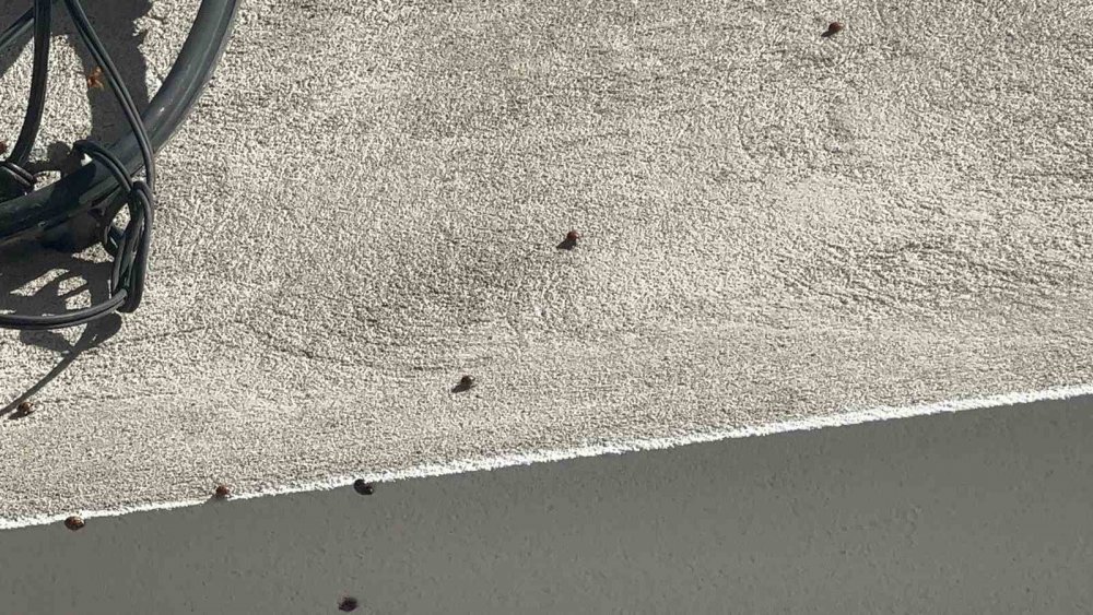 Zonguldak Devrek'te tedirgin eden görüntüler! Böcekleri her yeri istila etti, Köylüler yardım bekliyor!