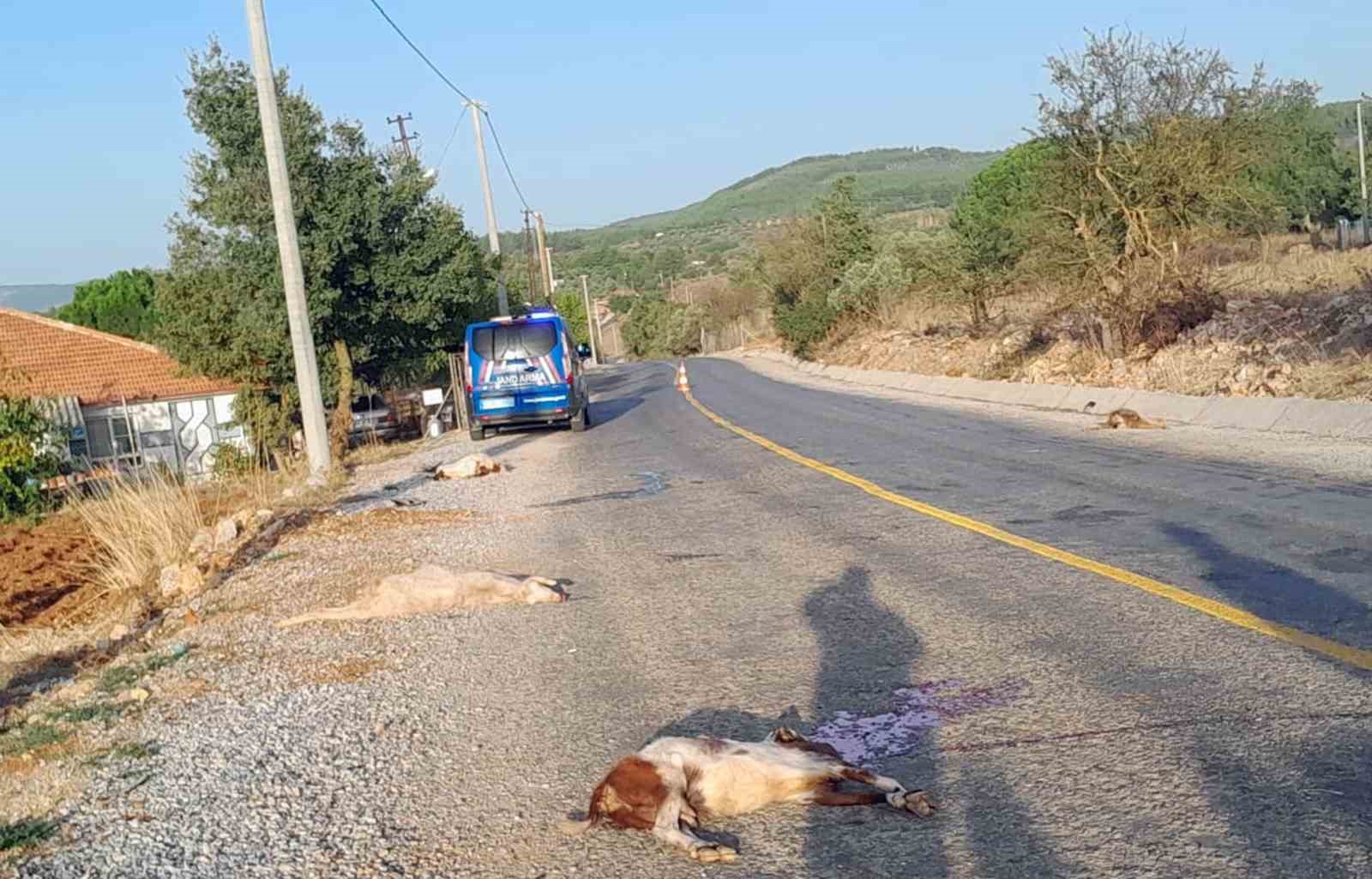 Muğla'da keçi sürüsüne çarpan otomobil 4 keçiyi telef etti!