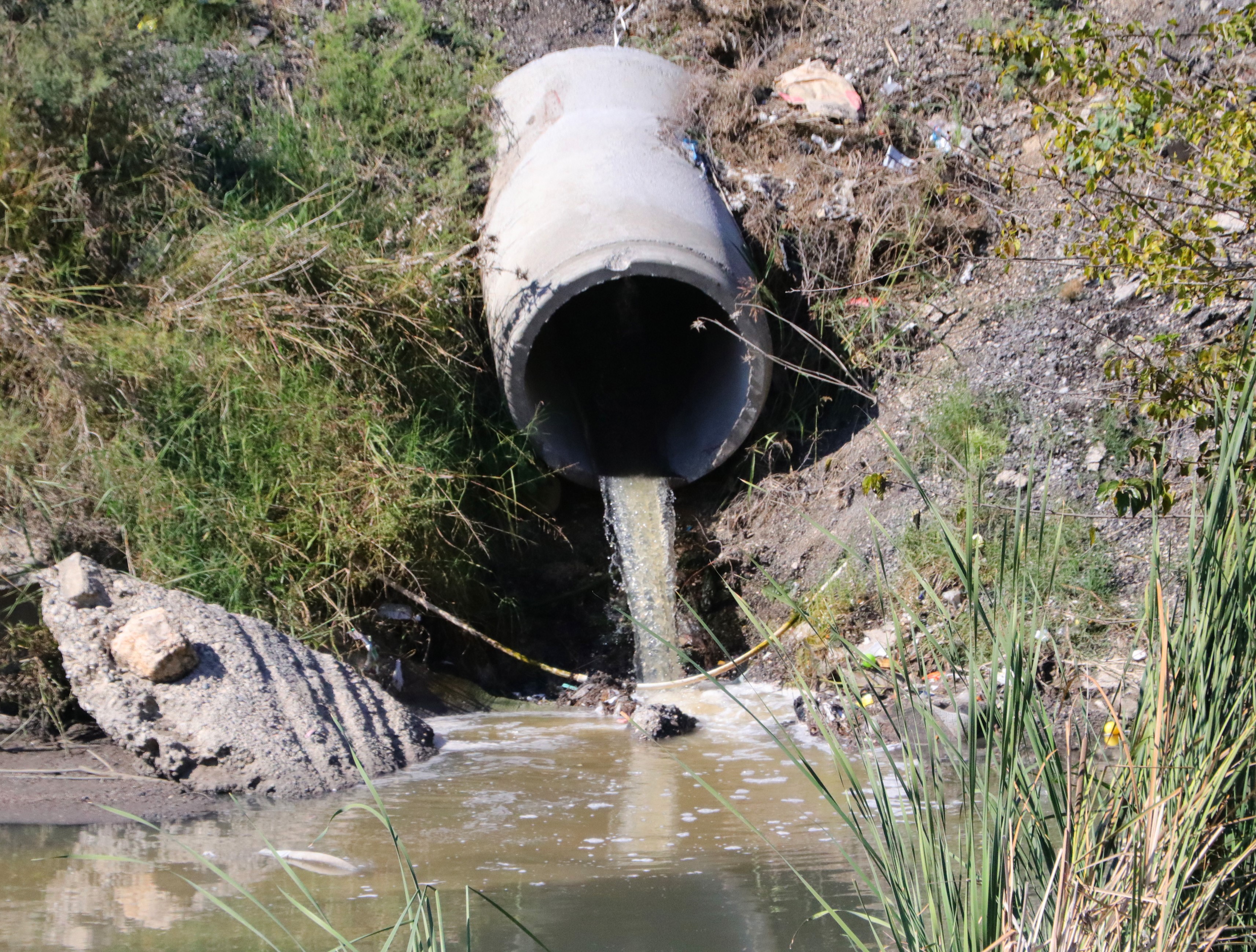  At kemikleri, ölü hayvanlar ve lağım suyu arasında kurbağa avı