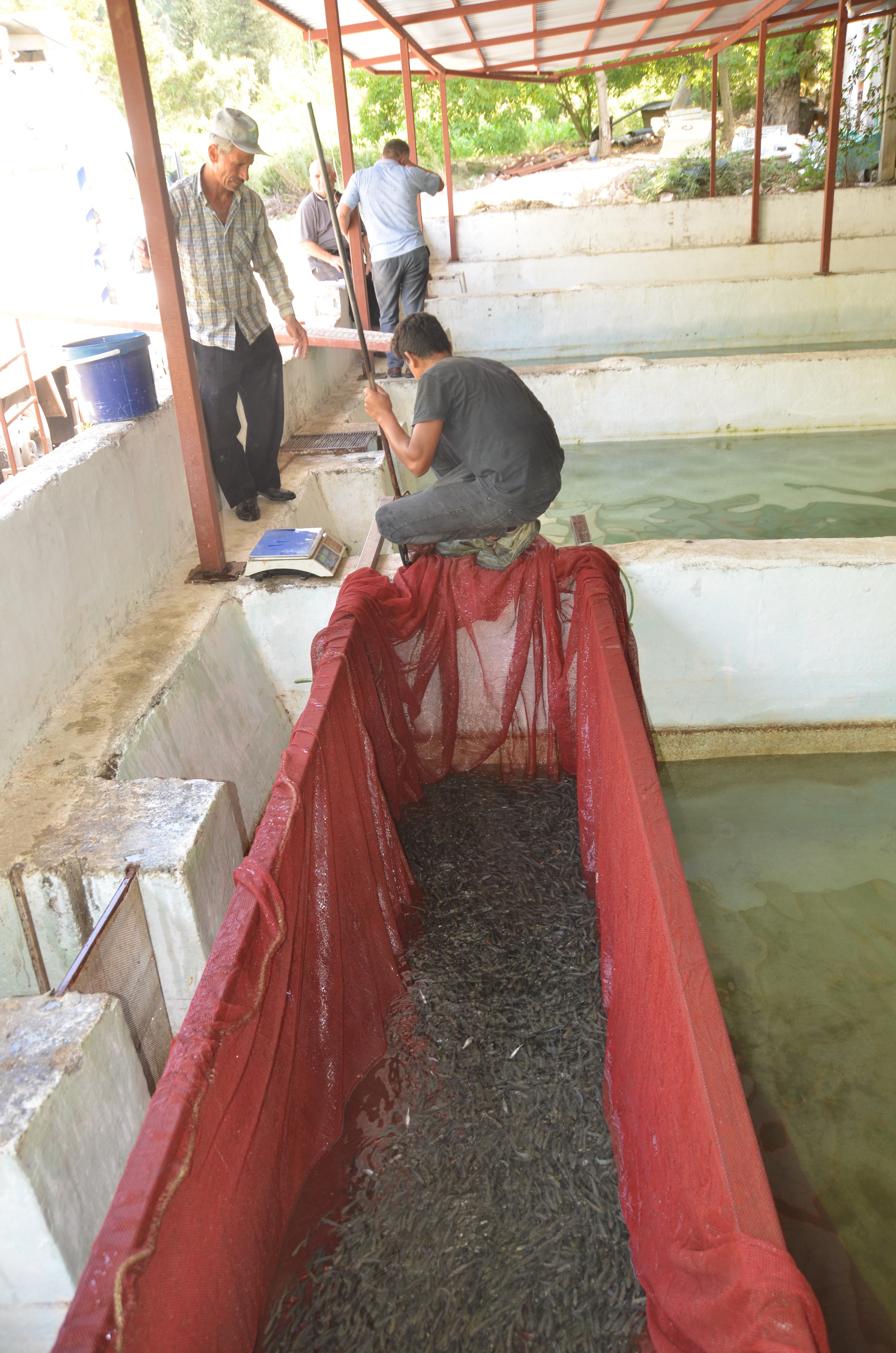 Hobi olarak başladı, patron oldu! Alabalık tesisinde her yıl milyonlarca somon ve alabalık üretiyor
