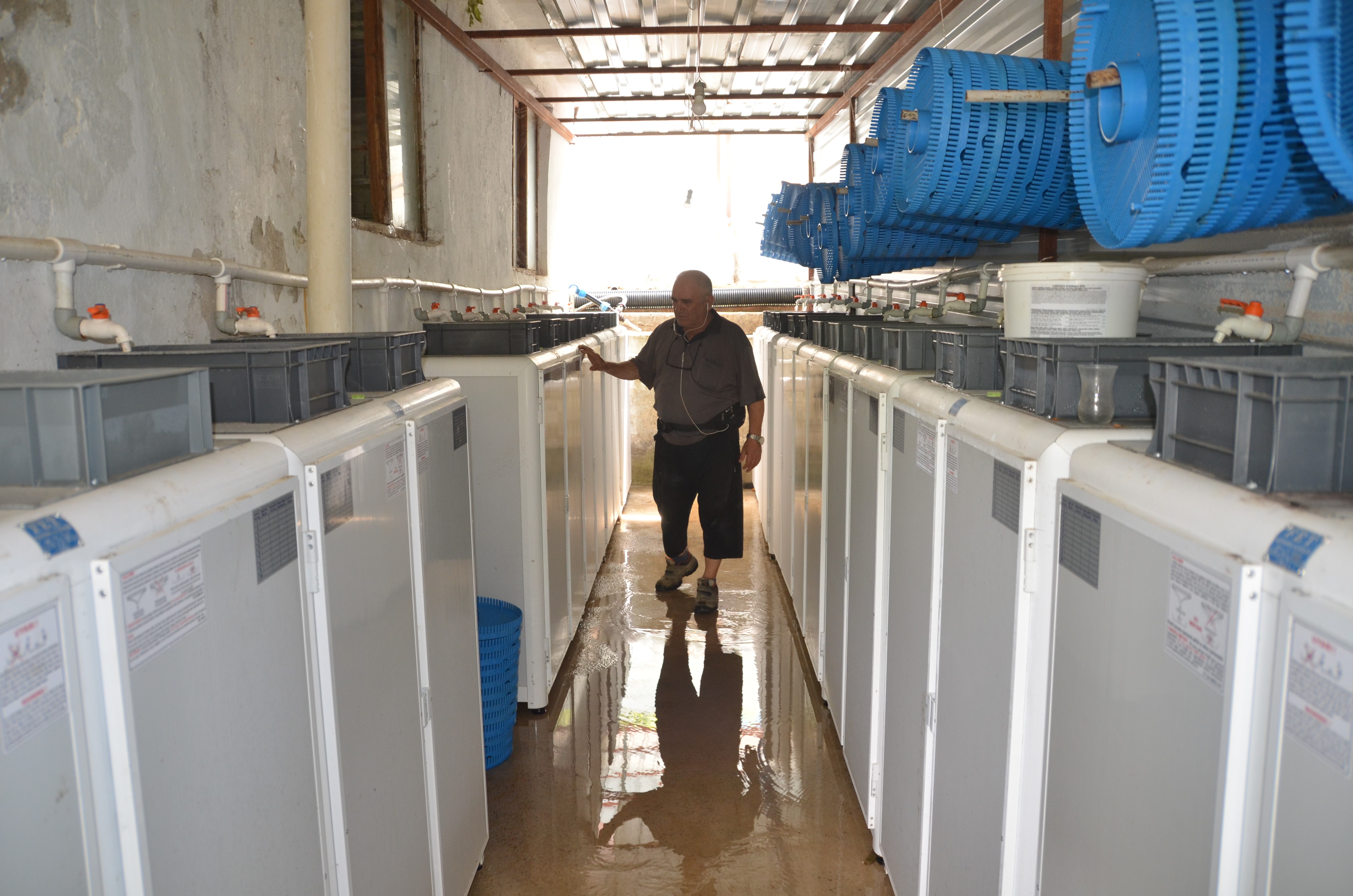 Hobi olarak başladı, patron oldu! Alabalık tesisinde her yıl milyonlarca somon ve alabalık üretiyor