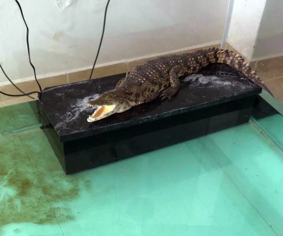 İstanbul’da timsah operasyonu! Tehlikeli sürüngenleri evinde yetiştirip ticaretini yaptı!