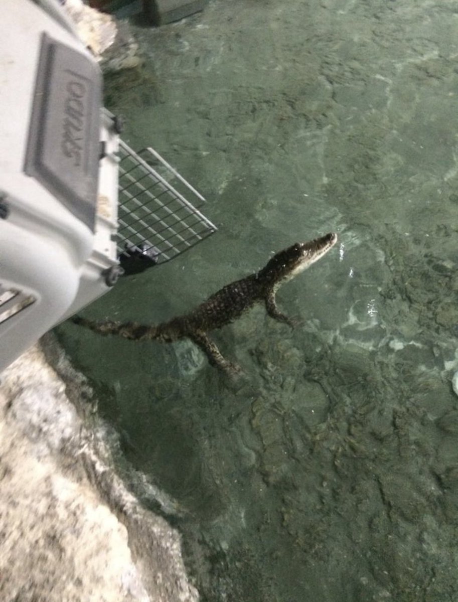 İstanbul’da timsah operasyonu! Tehlikeli sürüngenleri evinde yetiştirip ticaretini yaptı!