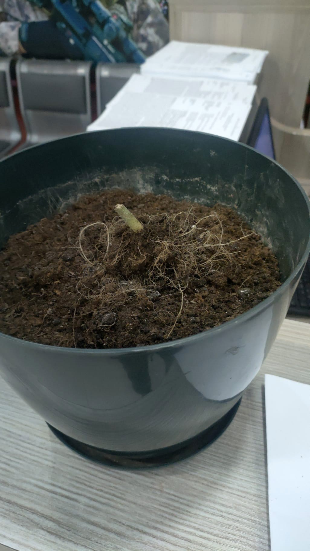 Ünlü oyuncu Aras Bulut İynemli'nin abisi uyuşturucudan gözaltına alındı!