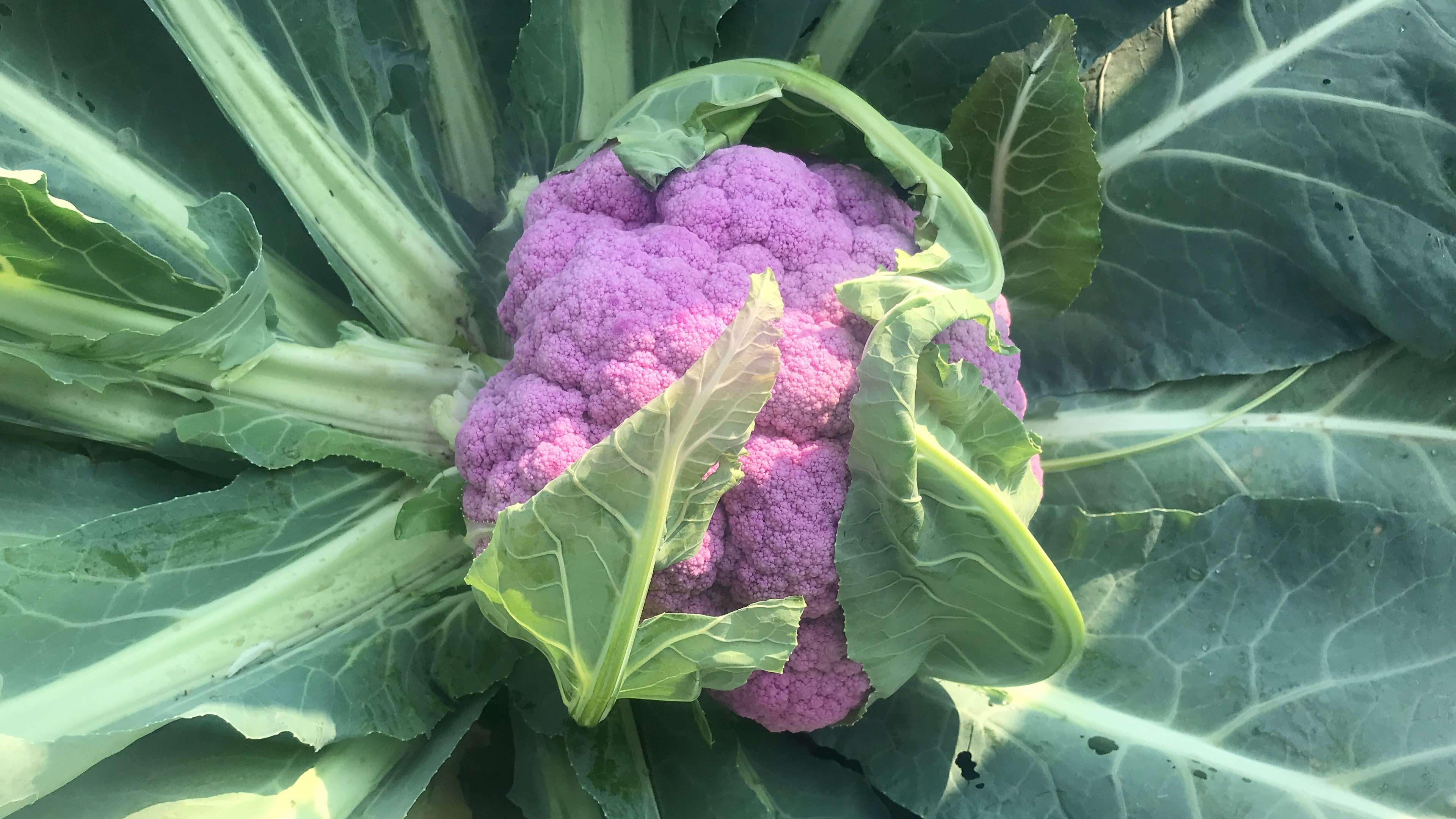 Batman'da ekilen 70 bin fide karnabaharın içinde, kendiliğinden çıkan mor karnabahar görenleri şaşırttı