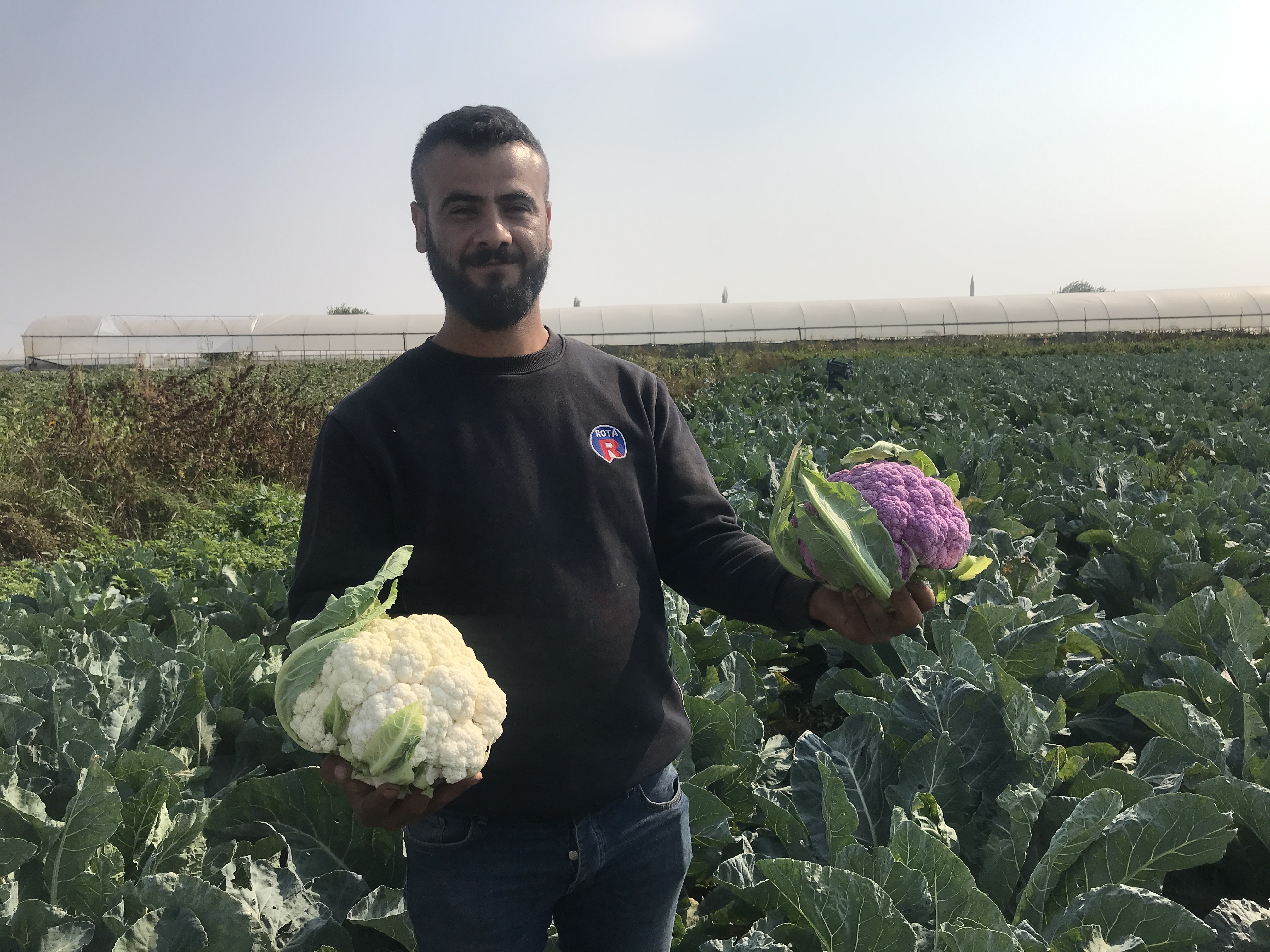 Batman'da ekilen 70 bin fide karnabaharın içinde, kendiliğinden çıkan mor karnabahar görenleri şaşırttı