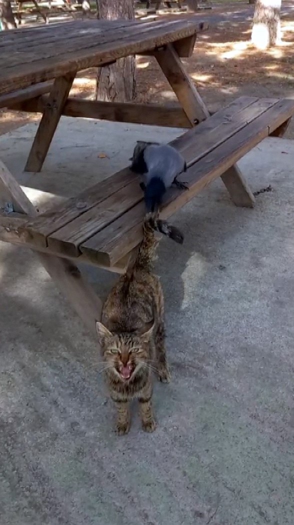 Parkta kedi ile karganın oyununu görenler hayrete düştü!