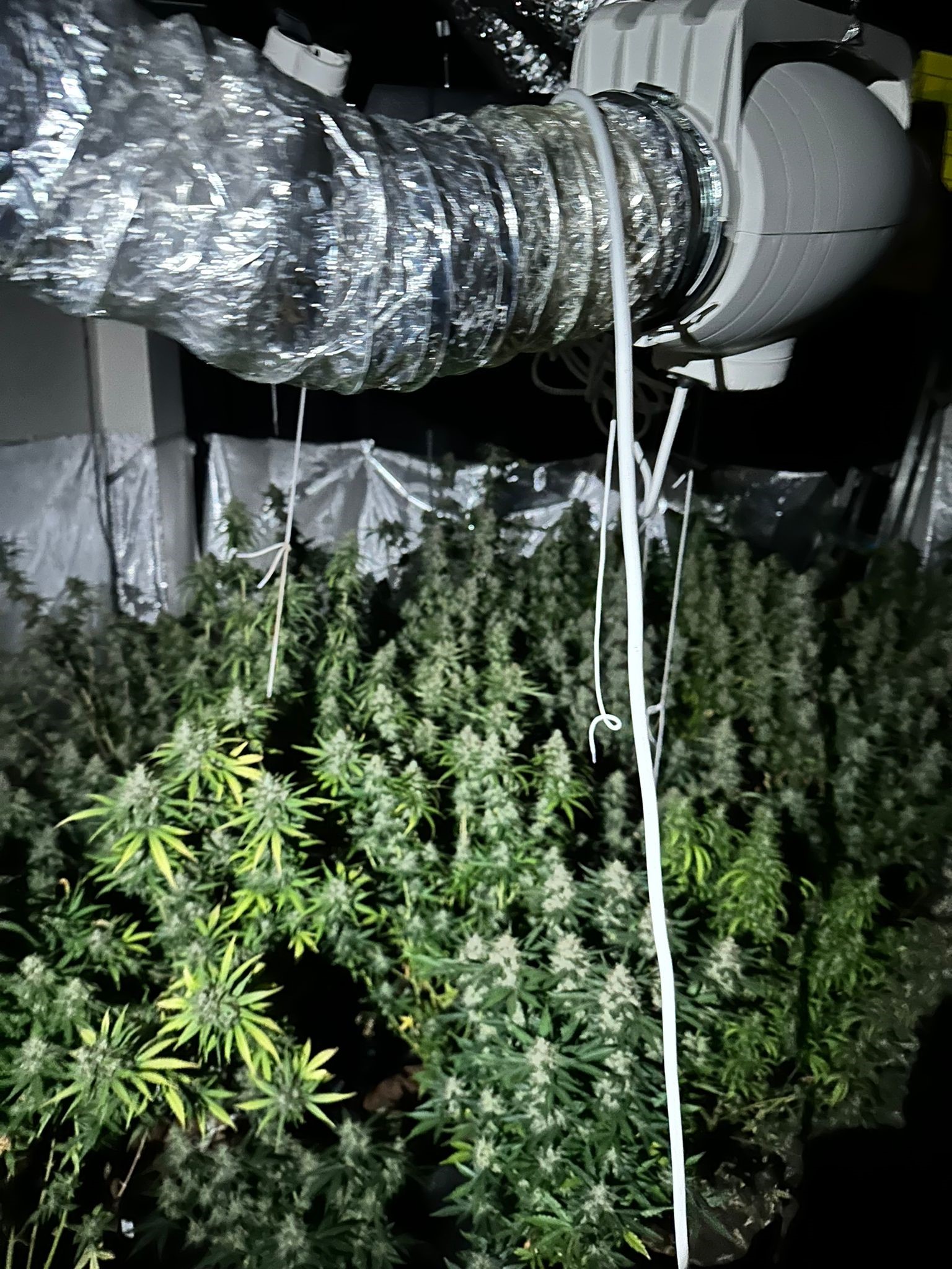 Eyüpsultan’da bir evi uyuşturucu serasına çevirdiler! Yakalanmamak için evin giriş ve çıkışlarını farklı kapıdan yaptılar!