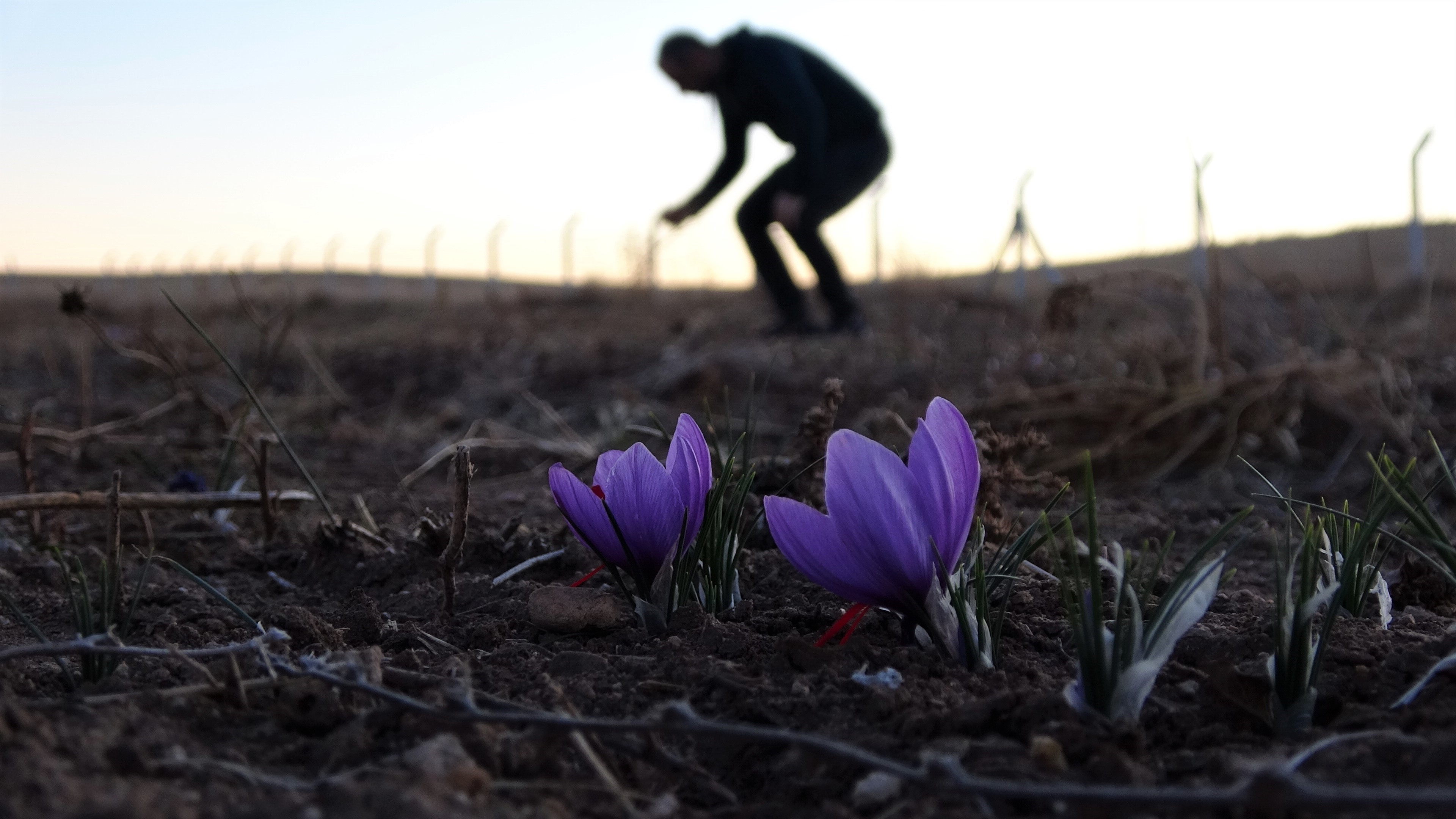 Dünyanın en pahalı baharatının fiyatı dudak uçuklattı!