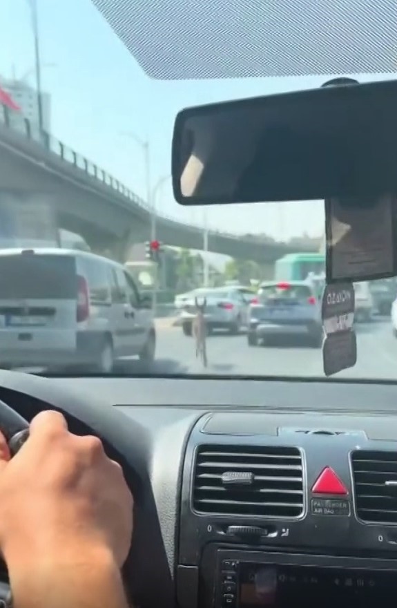 Eşeğin inadı trafiği altüst etti! Sürücüleri hem güldürdü hem mağdur etti!