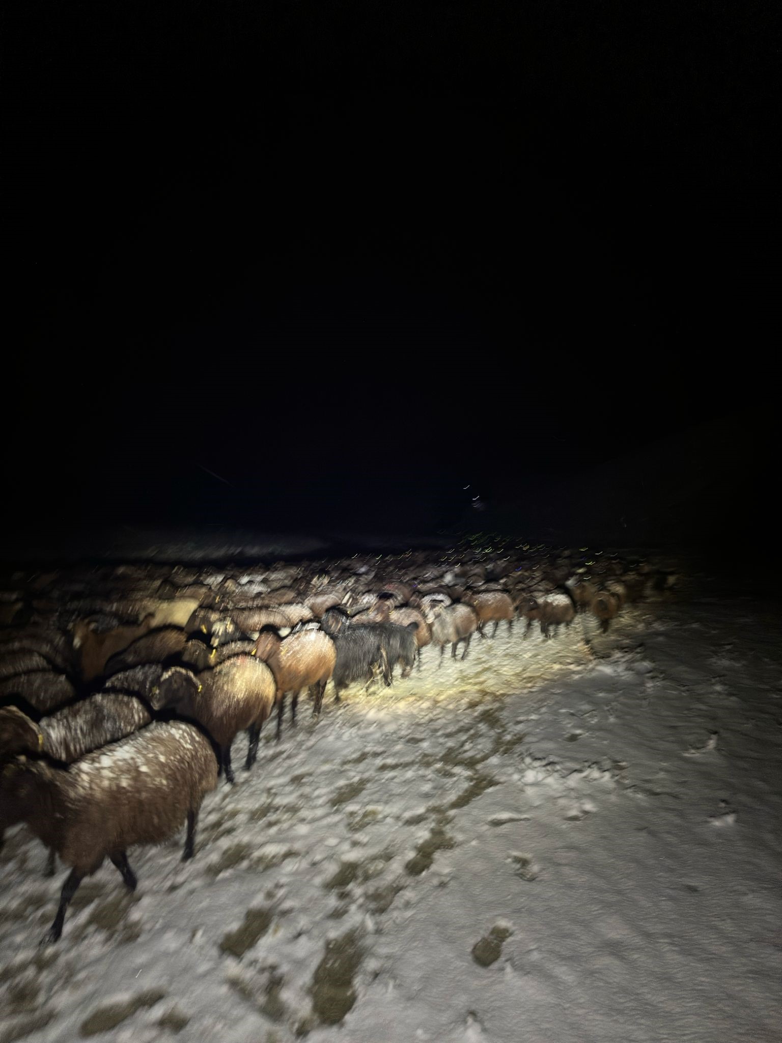 Ağrı'da 3 çobanlı 3 bin koyun donmaktan son anda kurtarıldı!