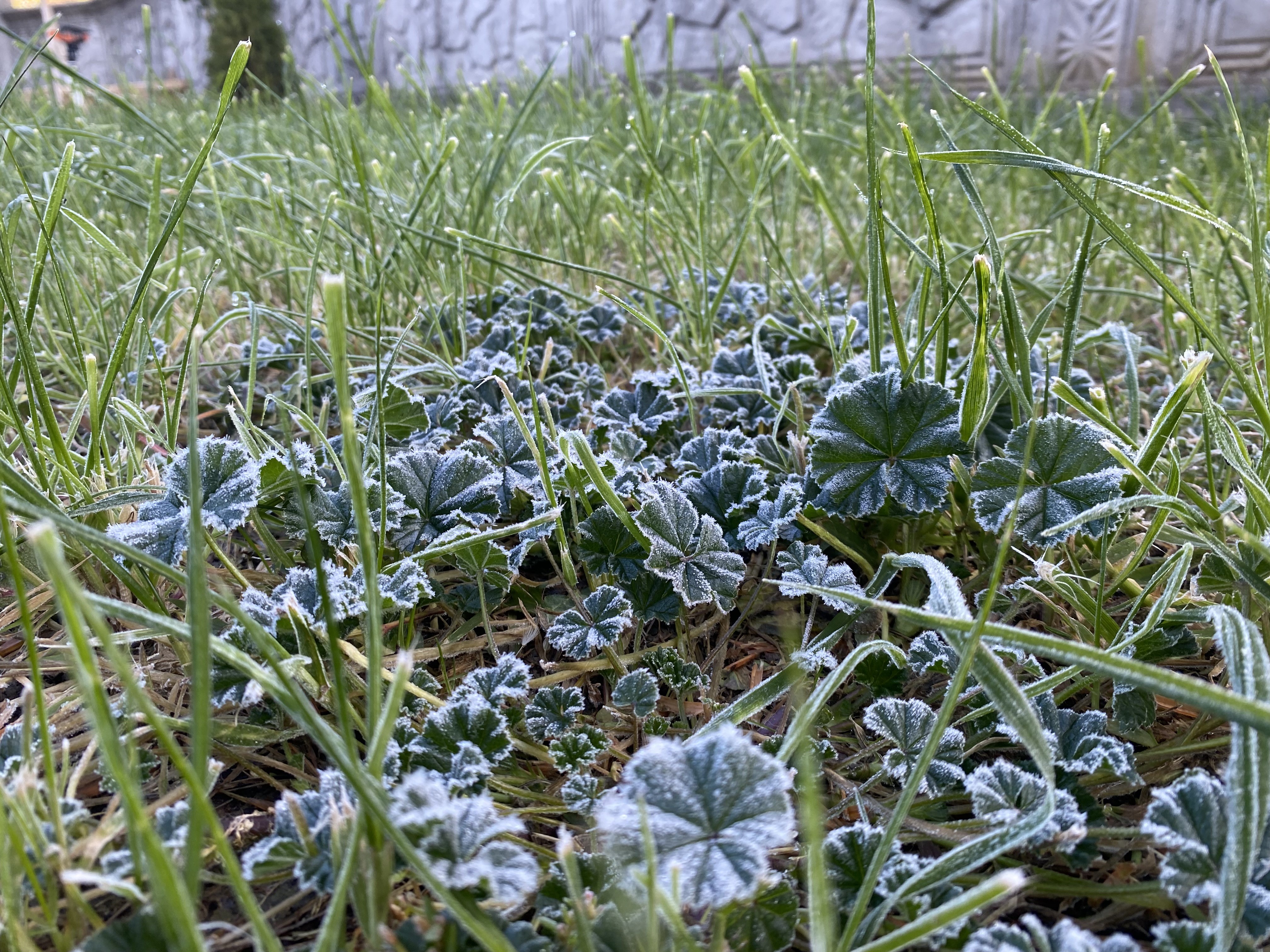 Erzincan’da önce kar sonra don etkili oldu!