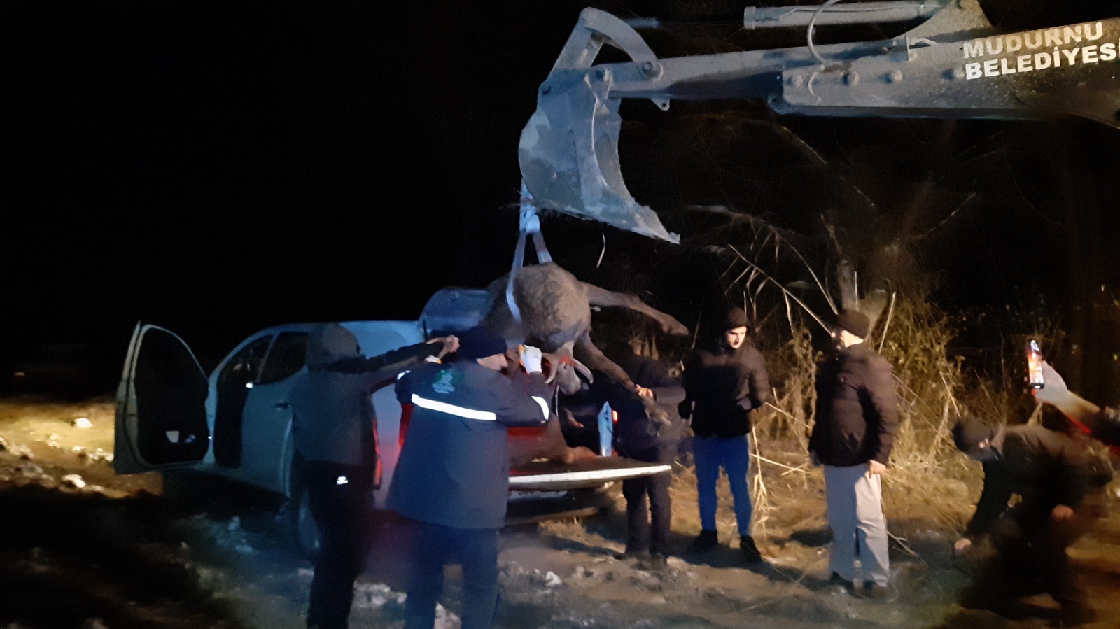 Bolu’da kaza eseri telef olan geyik tahnit olarak sergilenecek