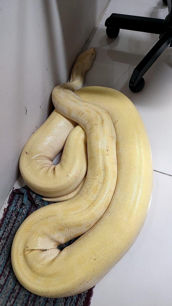 Tayland'da sokakta bulunan 4 metrelik dev piton korku yarattı!