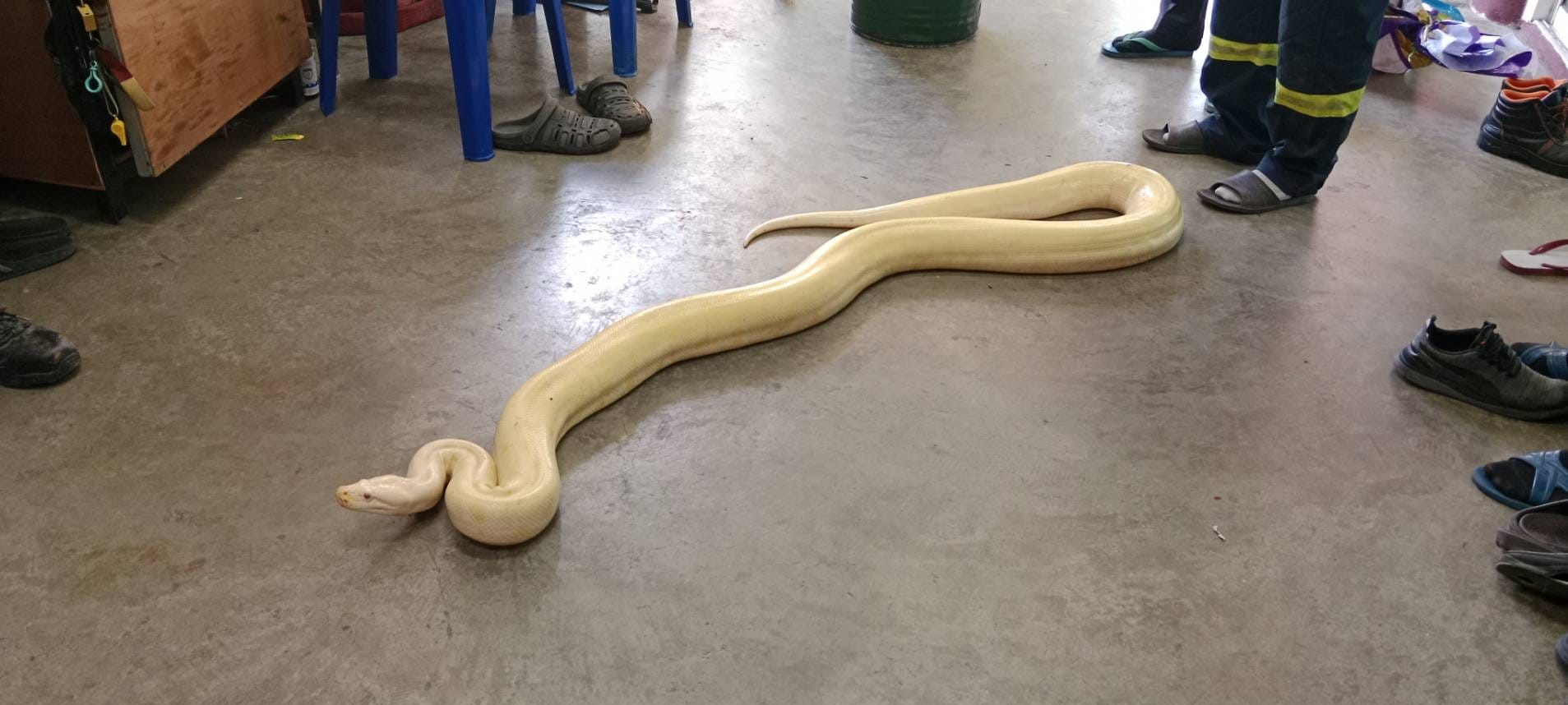 Tayland'da sokakta bulunan 4 metrelik dev piton korku yarattı!