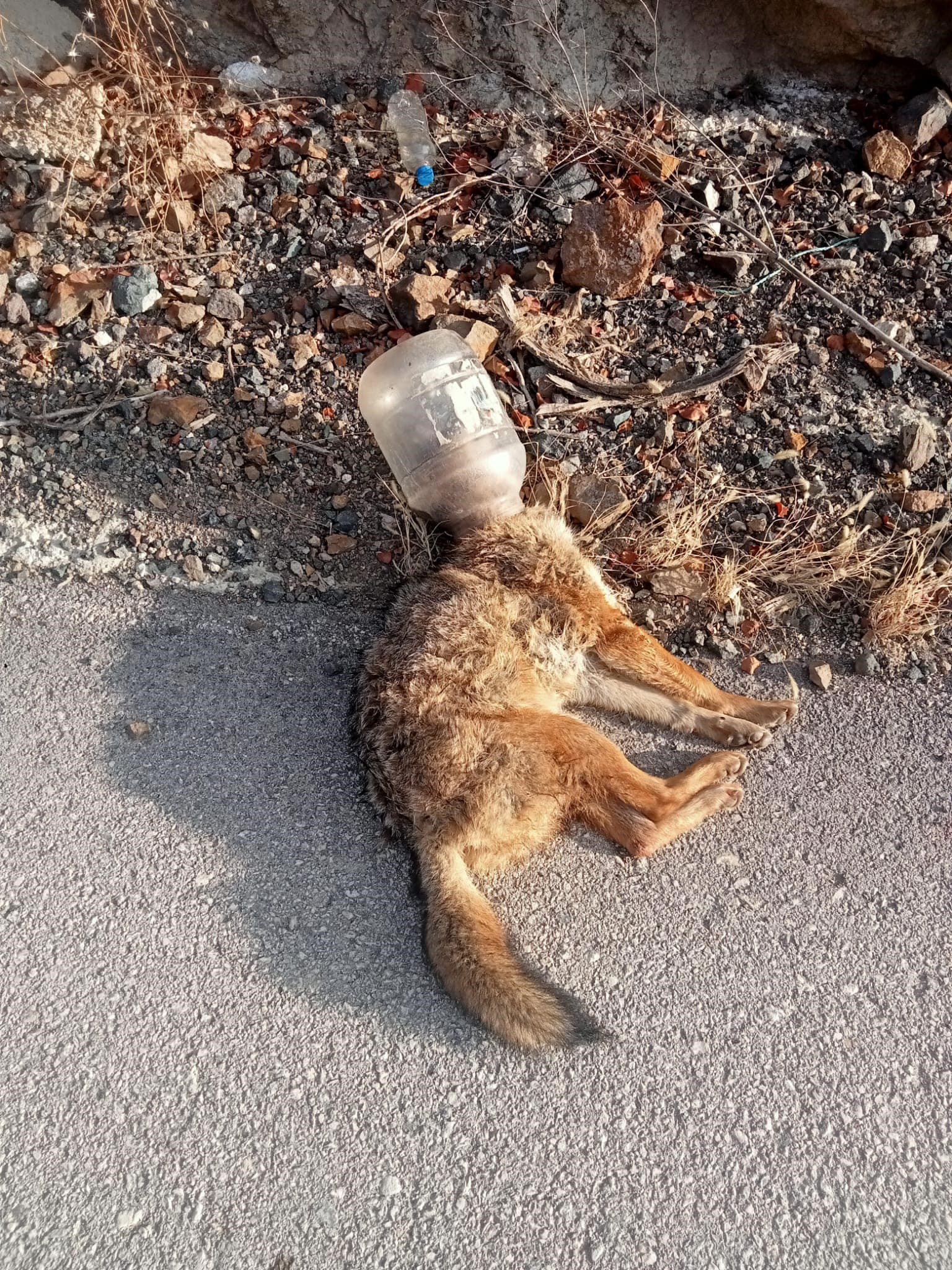 Kafasını soktuğu yerden çıkaramayan tilki telef oldu!