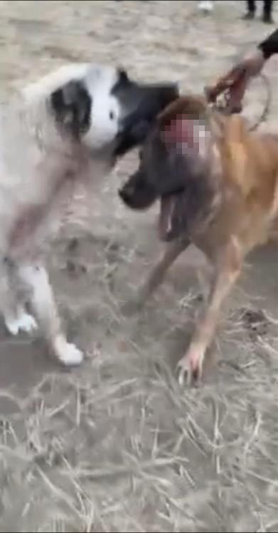 Çankırı’da insanlık dışı olay! Hayvanseverleri ayağa kaldıran işte o görüntüler! 