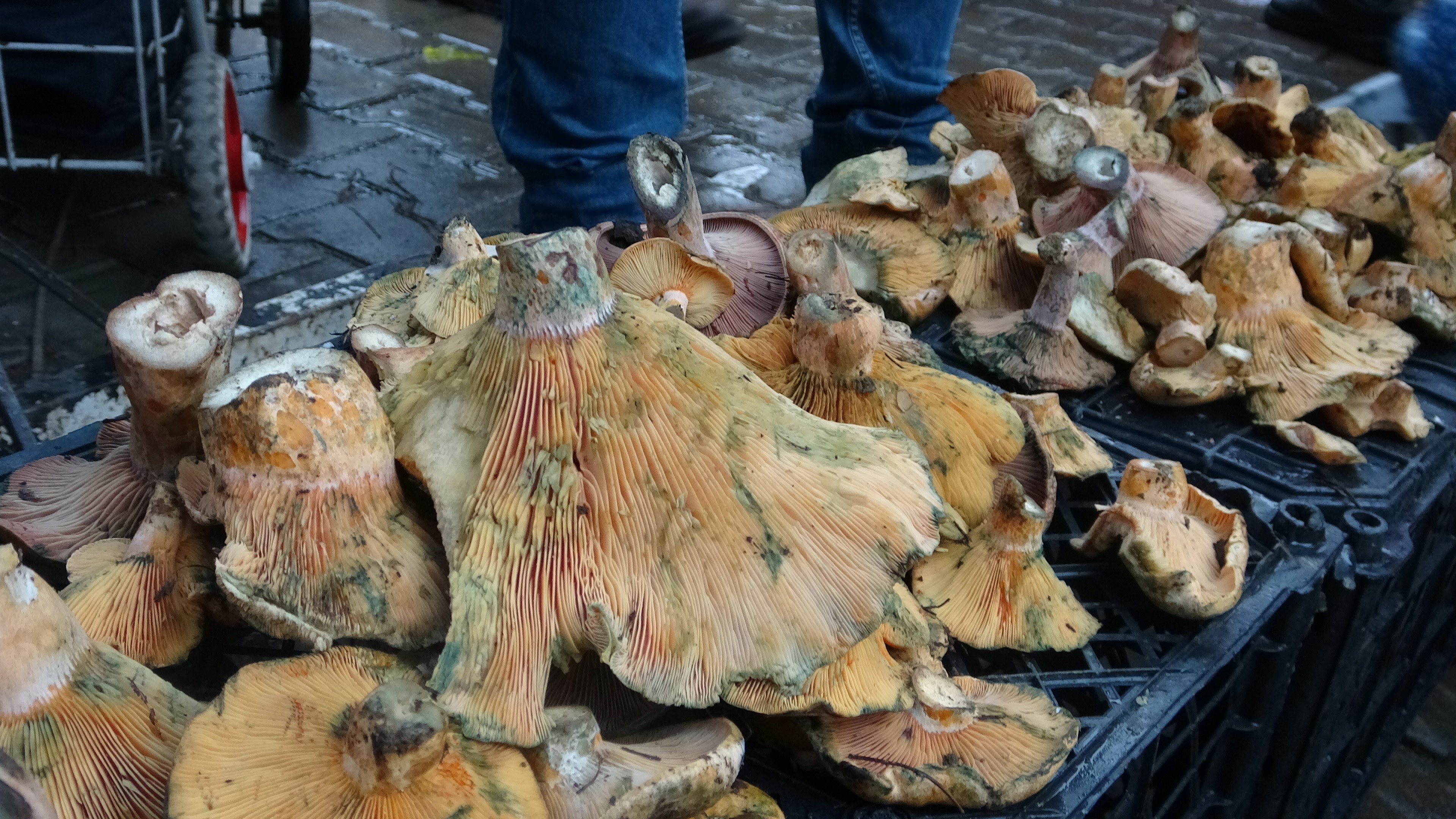 Kızılçam ormanlarından gelen doğal lezzet çıntar fiyatıyla ete rakip oldu!