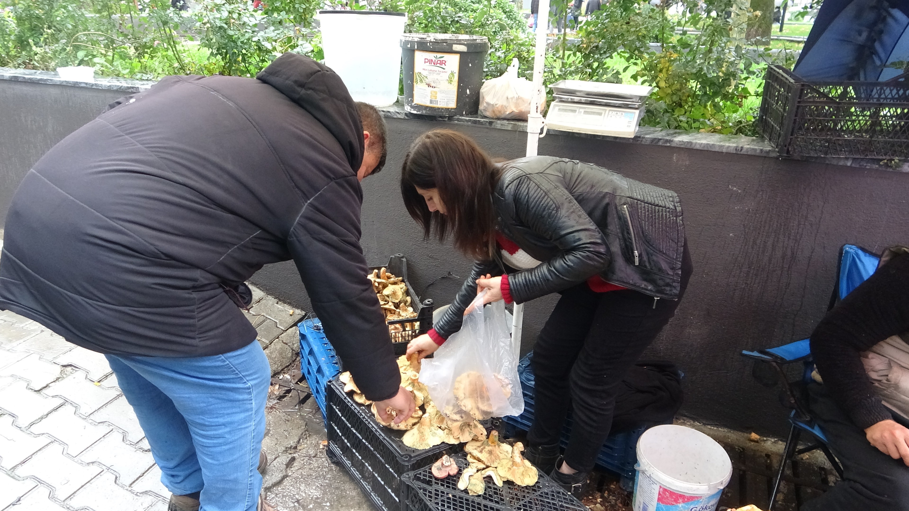 Kızılçam ormanlarından gelen doğal lezzet çıntar fiyatıyla ete rakip oldu!
