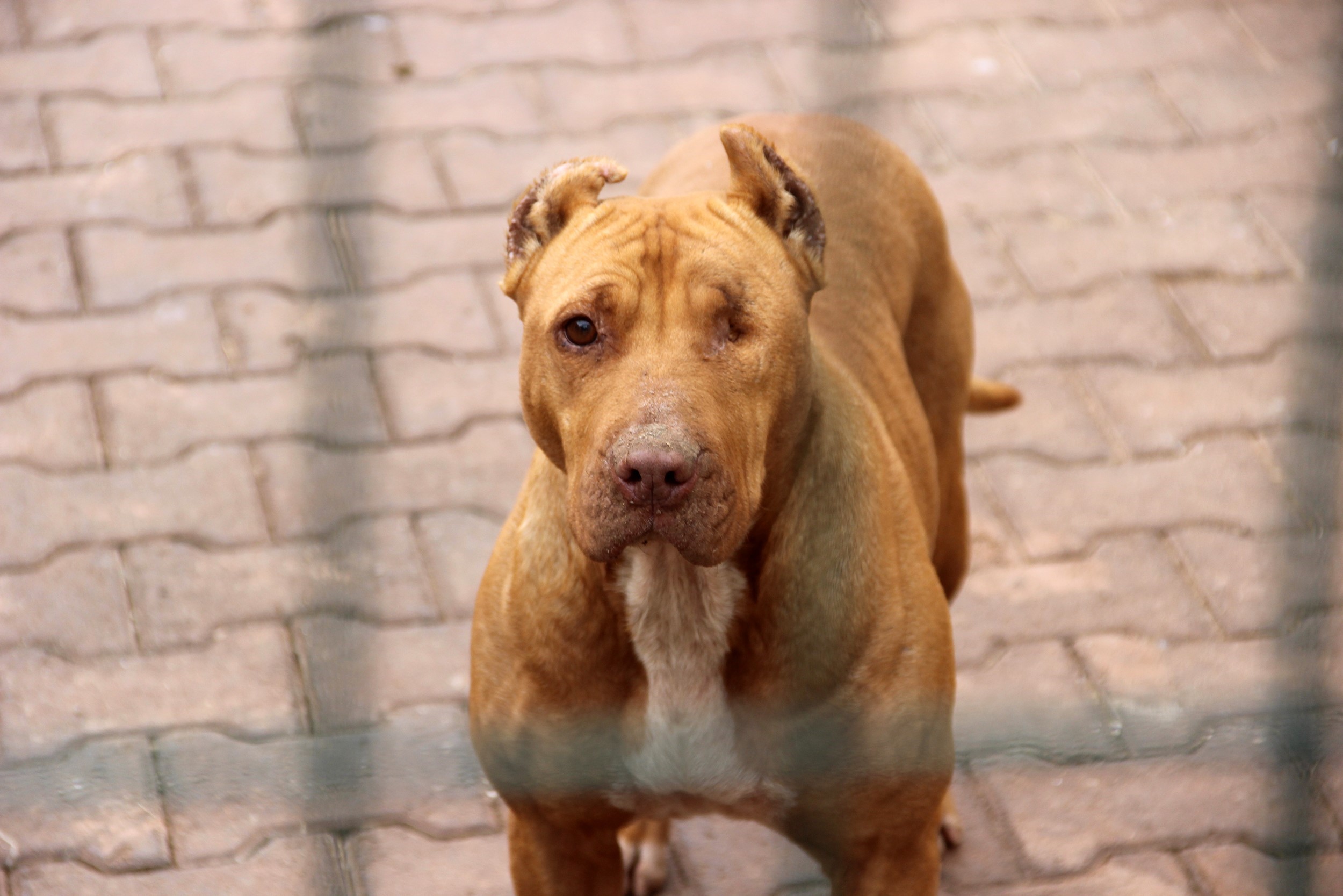 Uzman Veteriner, başı boş köpeklerin saldırısından korunmanın yöntemini açıkladı!