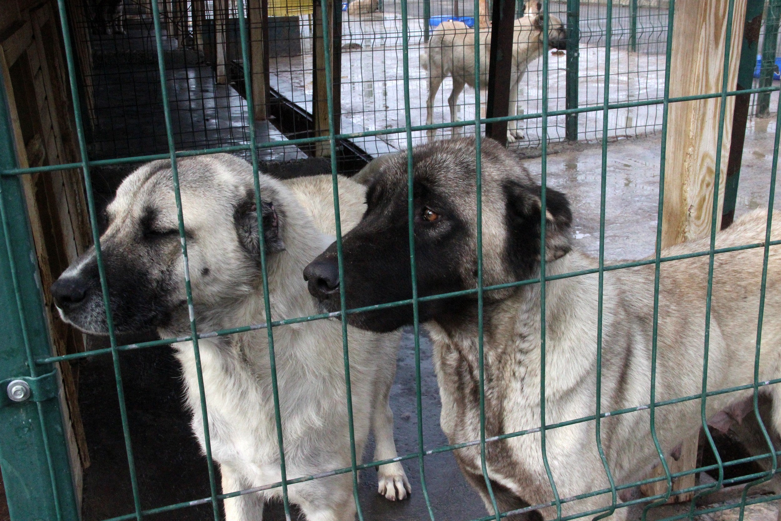 Uzman Veteriner, başı boş köpeklerin saldırısından korunmanın yöntemini açıkladı!