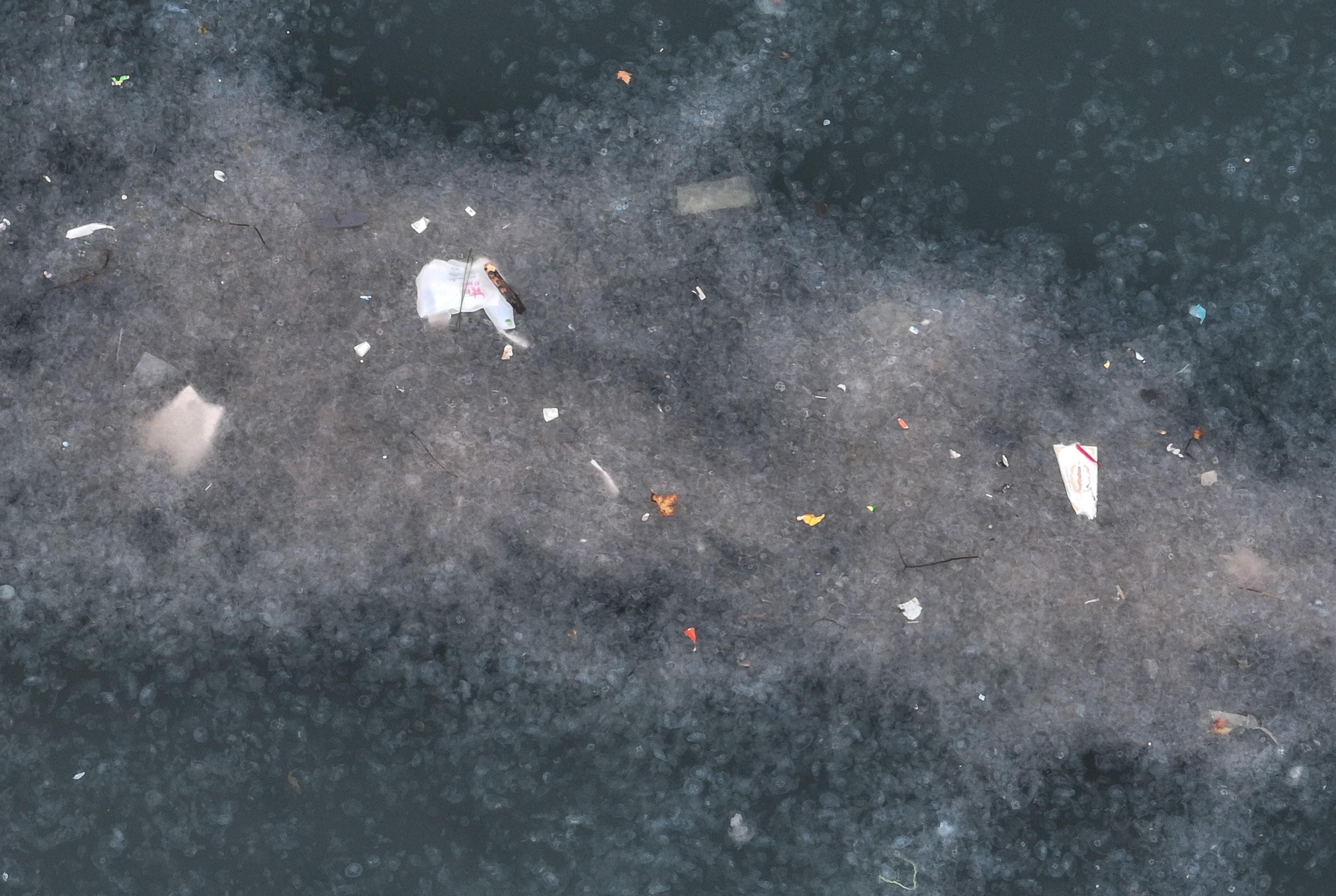 Haliç'teki kirlilik denizanalarının çoğalmasına neden oldu!