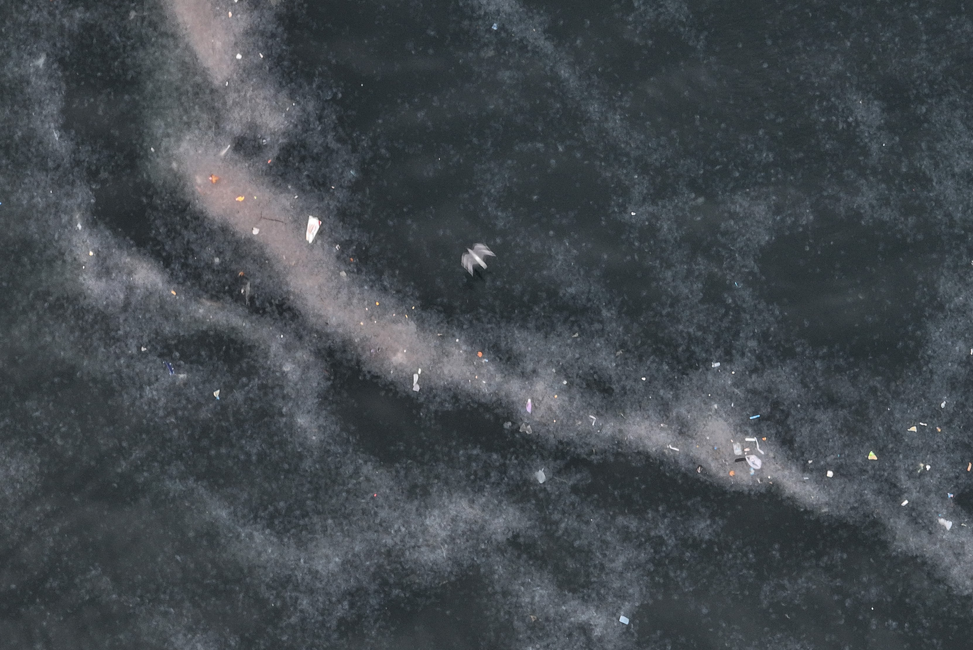 Haliç'teki kirlilik denizanalarının çoğalmasına neden oldu!