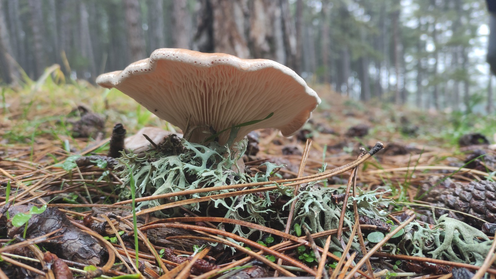 Acil Tıp Uzmanından uyarı! Bilinçsizce toplanan mantarlar organlarınızı yok edebilir!