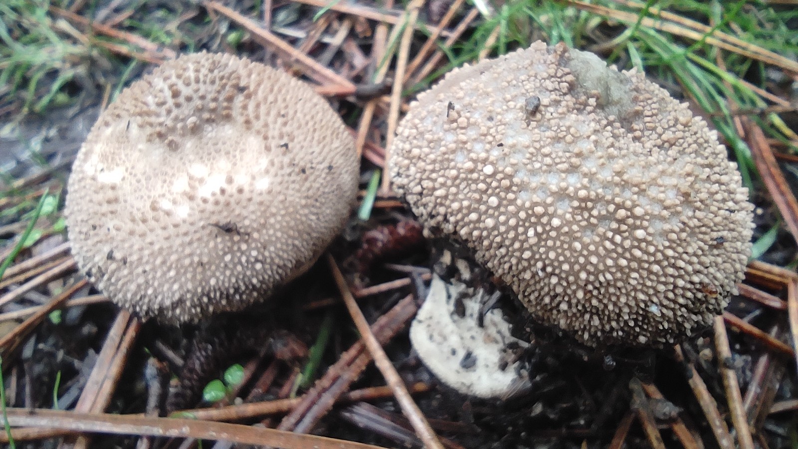 Acil Tıp Uzmanından uyarı! Bilinçsizce toplanan mantarlar organlarınızı yok edebilir!