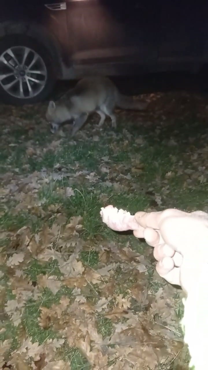 Ormanda rastladığı tilkiye "Gel oğlum" diyerek elindeki etle besledi!