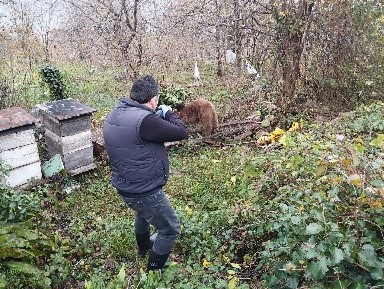 Bahçeye girerken tellere takılan ayı, çaresizce kurtarılmayı bekledi!