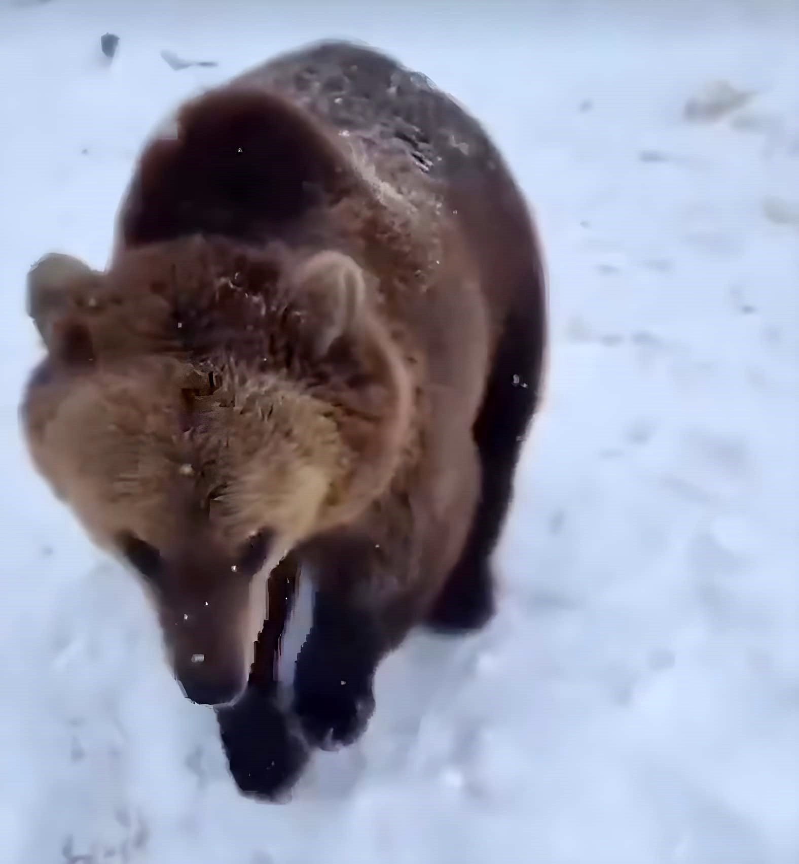 Ayıların doğası bozuldu! Kış uykusuna yatmayan ayılar, bilim insanlarını endişelendiriyor
