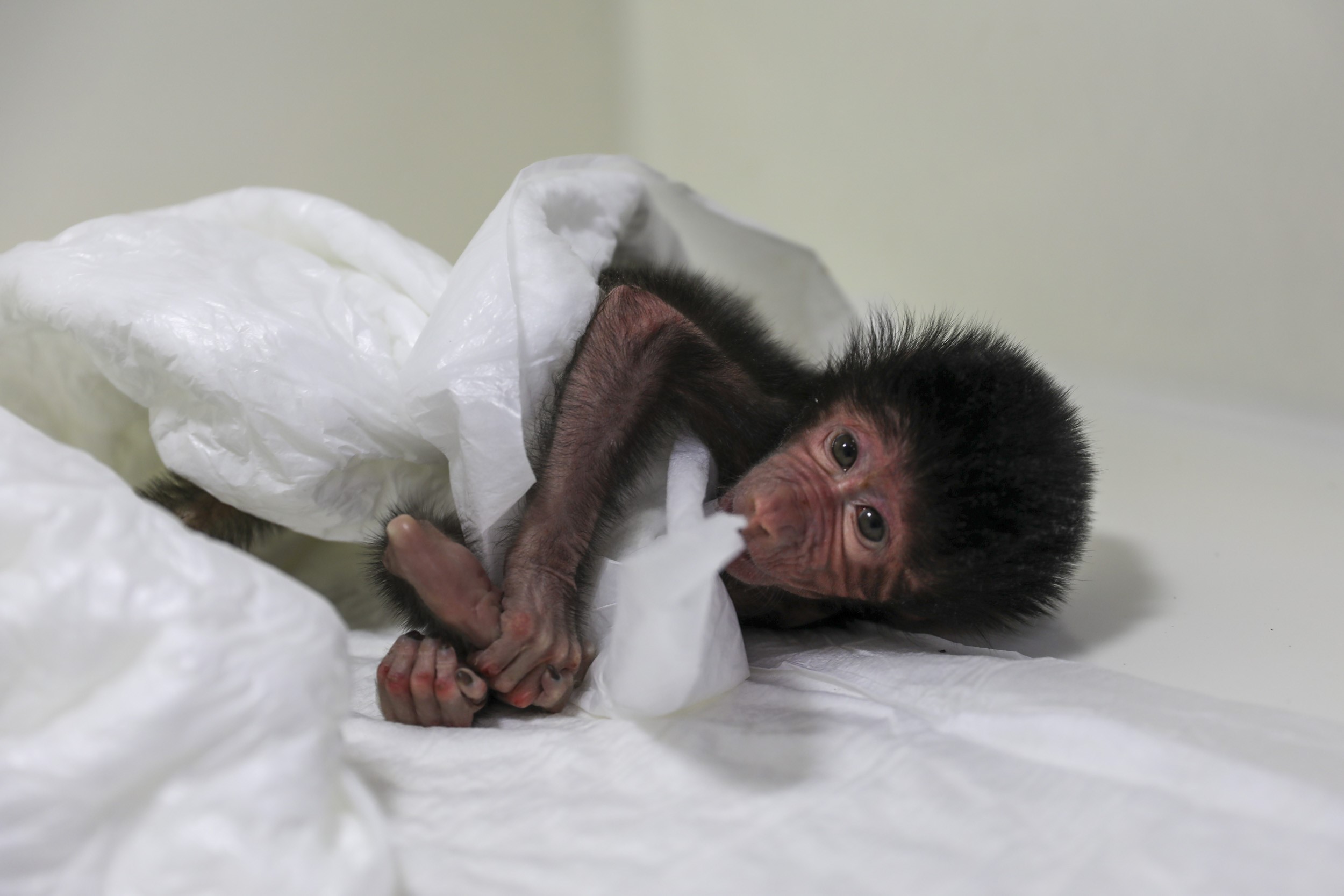 Annesinin reddediği babun yavrusunu belediye sahip çıktı