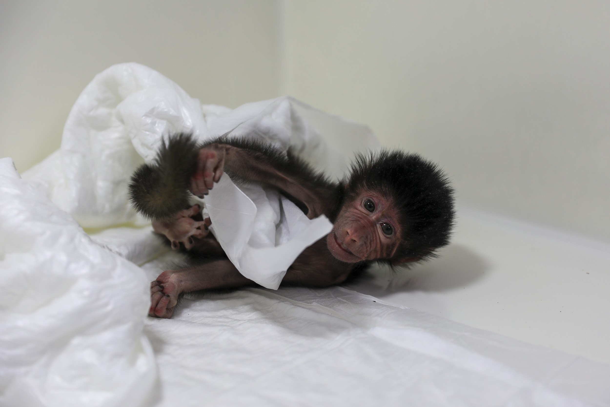 Annesinin reddediği babun yavrusunu belediye sahip çıktı