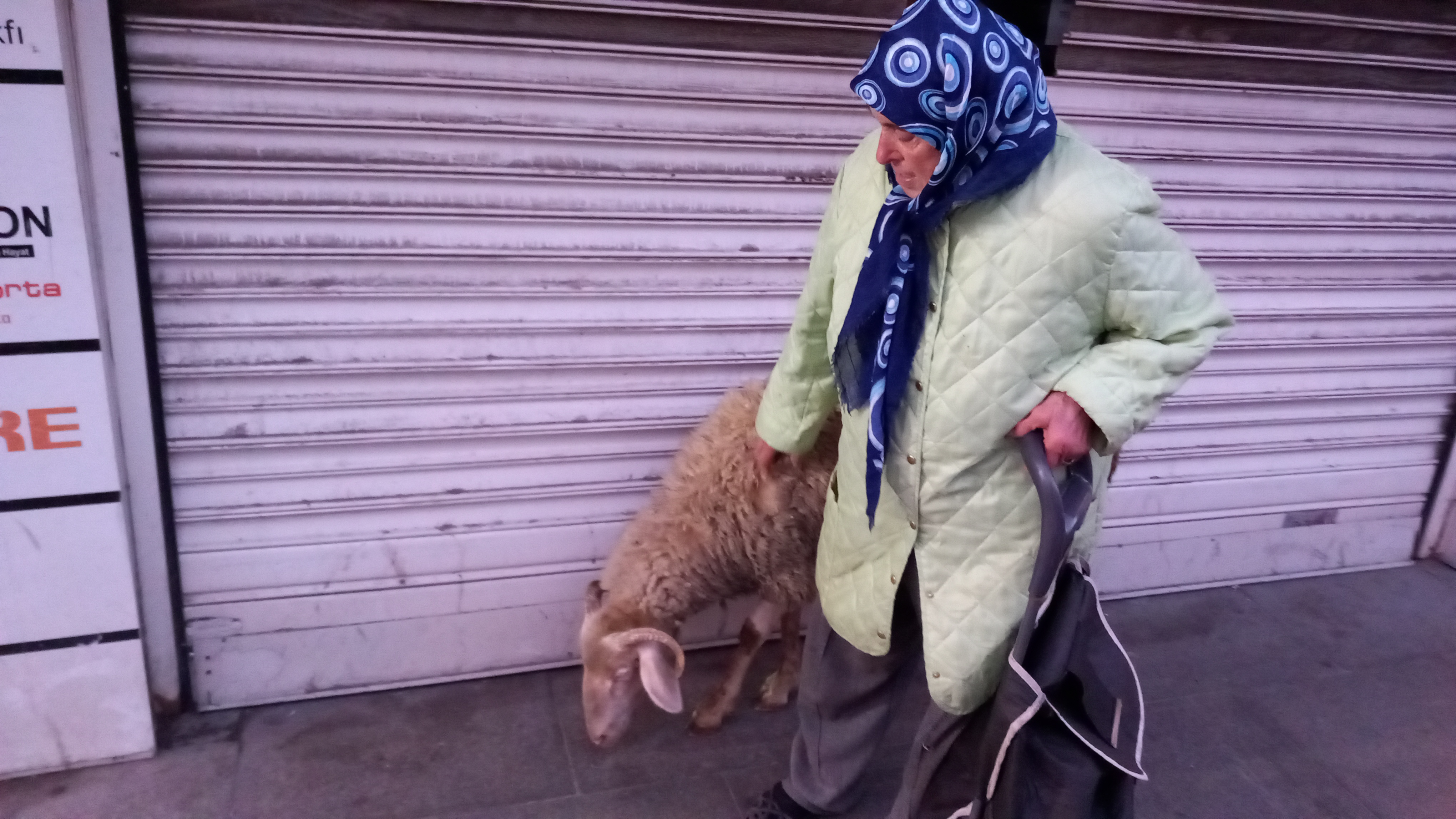 Kadriye adlı koyunun sevgisi Çorlu’da gündem oldu! Alışverişe bile beraber gidiyorlar! 