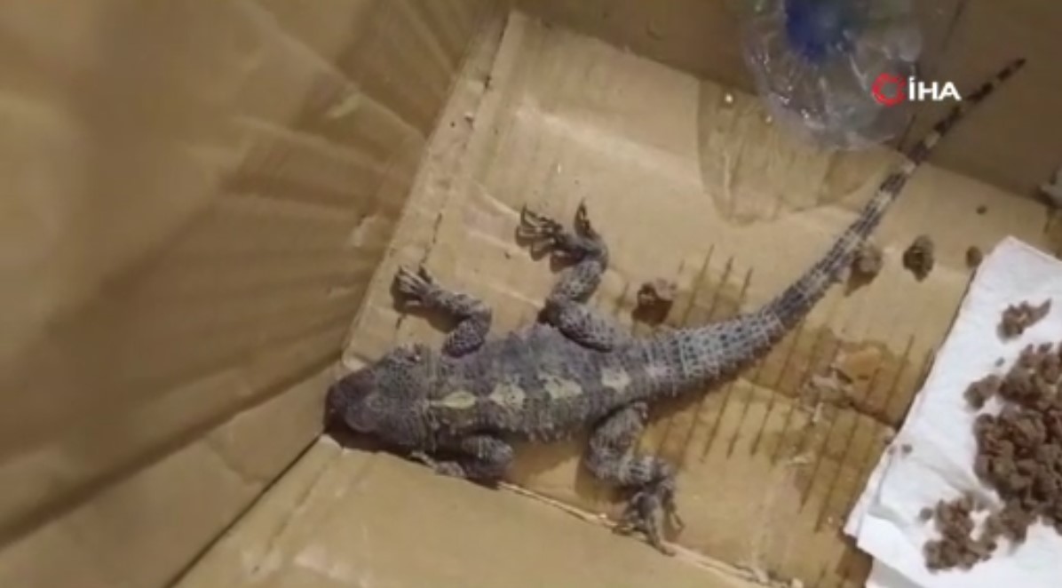 Donmuş halde bulduğu sürüngeni ısıtarak hayata döndürdü! Hayvanın cinsini öğrenince çok şaşırdı!