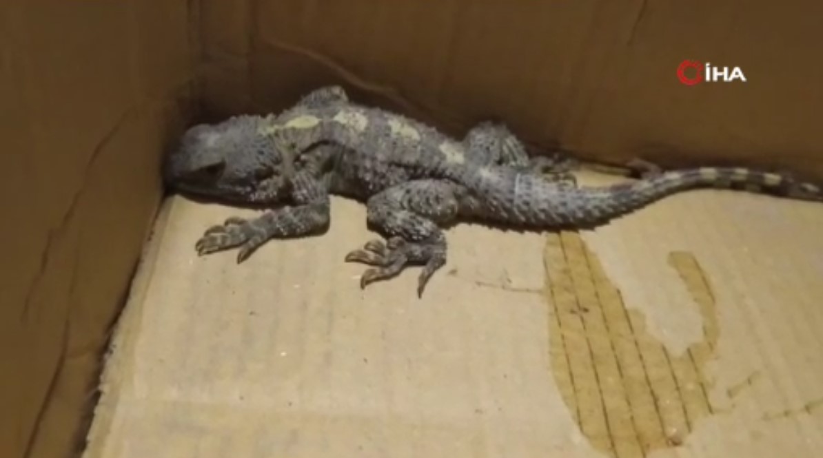 Donmuş halde bulduğu sürüngeni ısıtarak hayata döndürdü! Hayvanın cinsini öğrenince çok şaşırdı!