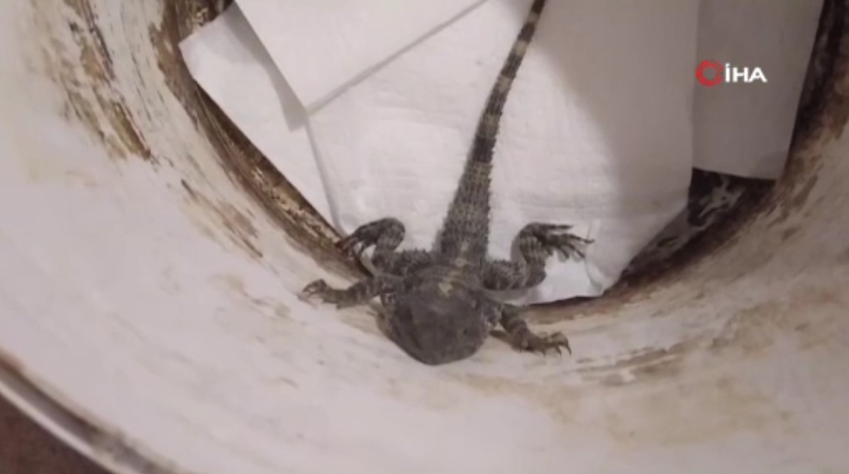 Donmuş halde bulduğu sürüngeni ısıtarak hayata döndürdü! Hayvanın cinsini öğrenince çok şaşırdı!