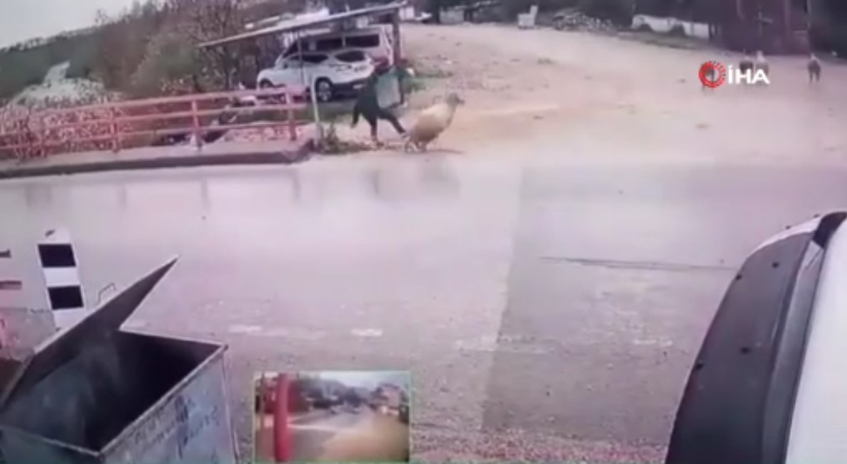 Antalya’da ilginç görüntüler! Yolun karşısına geçmek isteyen adama araba değil koç çarptı!