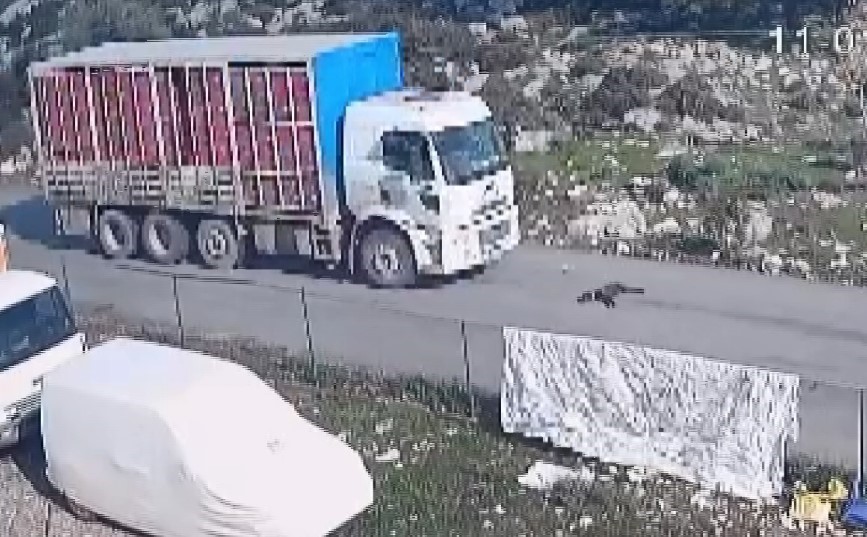 Sahipli köpek yol ortasına yatınca, üzerinden kamyon geçti!