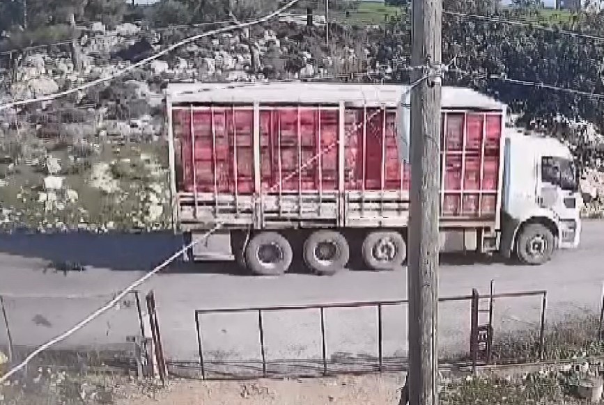 Sahipli köpek yol ortasına yatınca, üzerinden kamyon geçti!