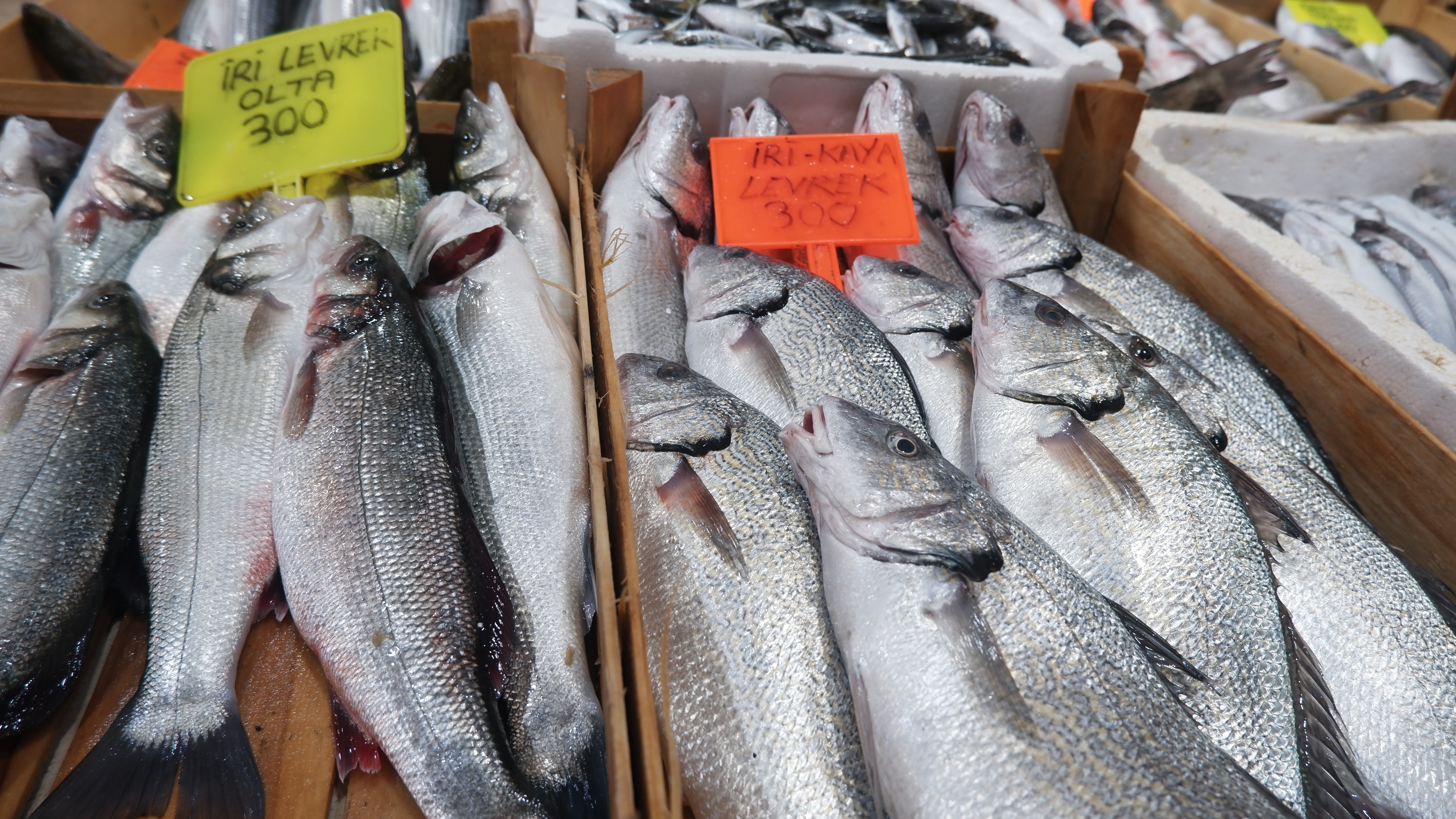 Tezgahlarda levrek bereketi! Ocak ayında balıkçıların yüzünü levrek güldürdü!