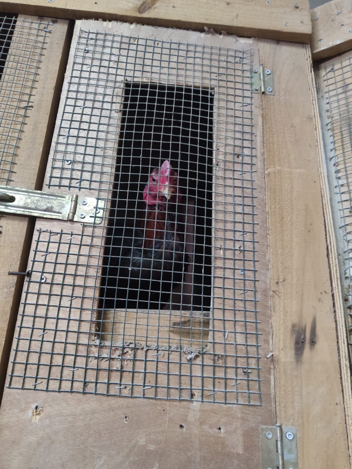 Polisi karşılarında görünce şok oldular! Adana polisi, horoz dövüştürülen kıraathaneye baskın yaptı!