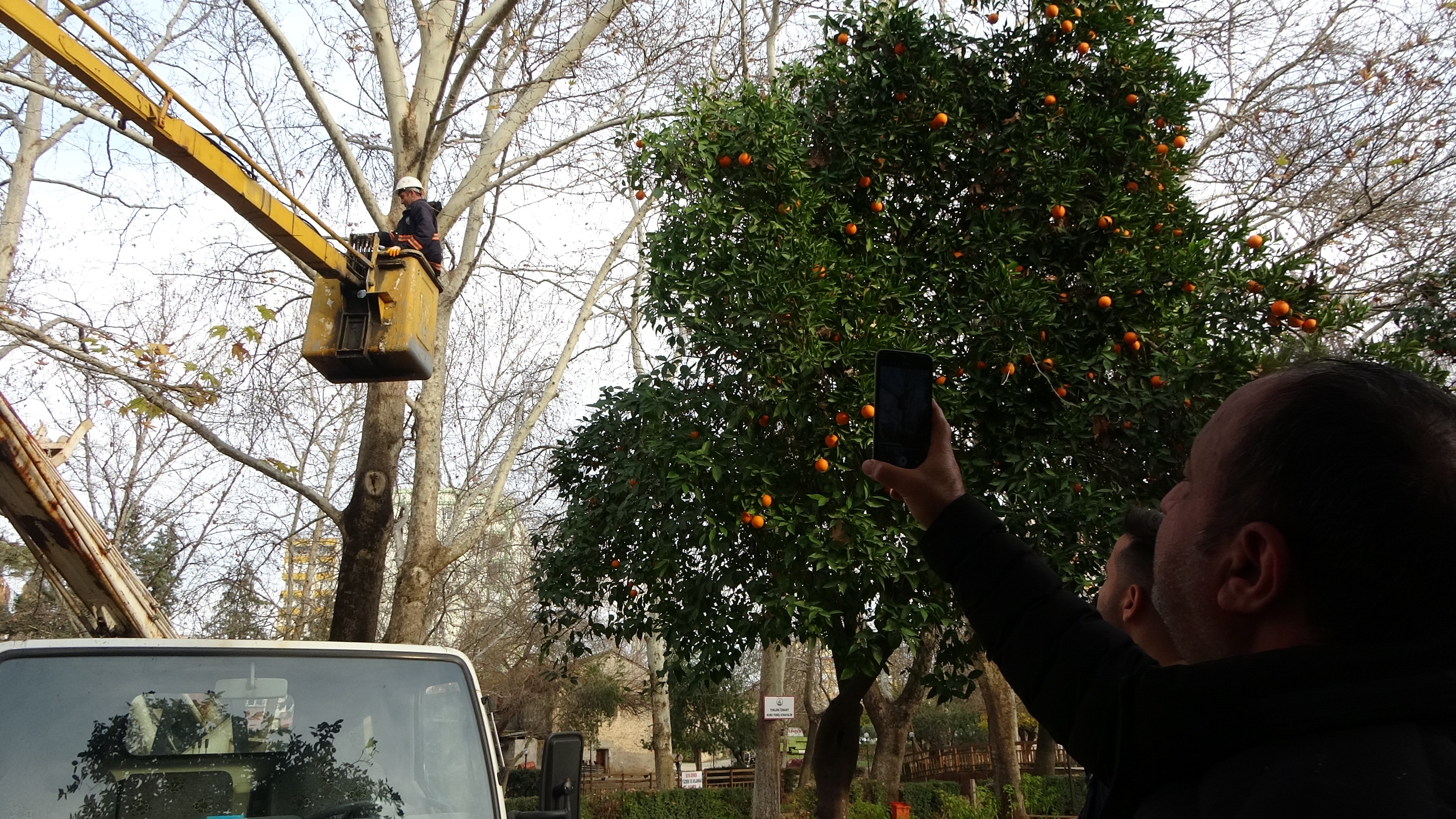 3 gündür kimse fark etmemişti! Ağaçta mahsur kalan kediyi belediye işçisi kurtardı