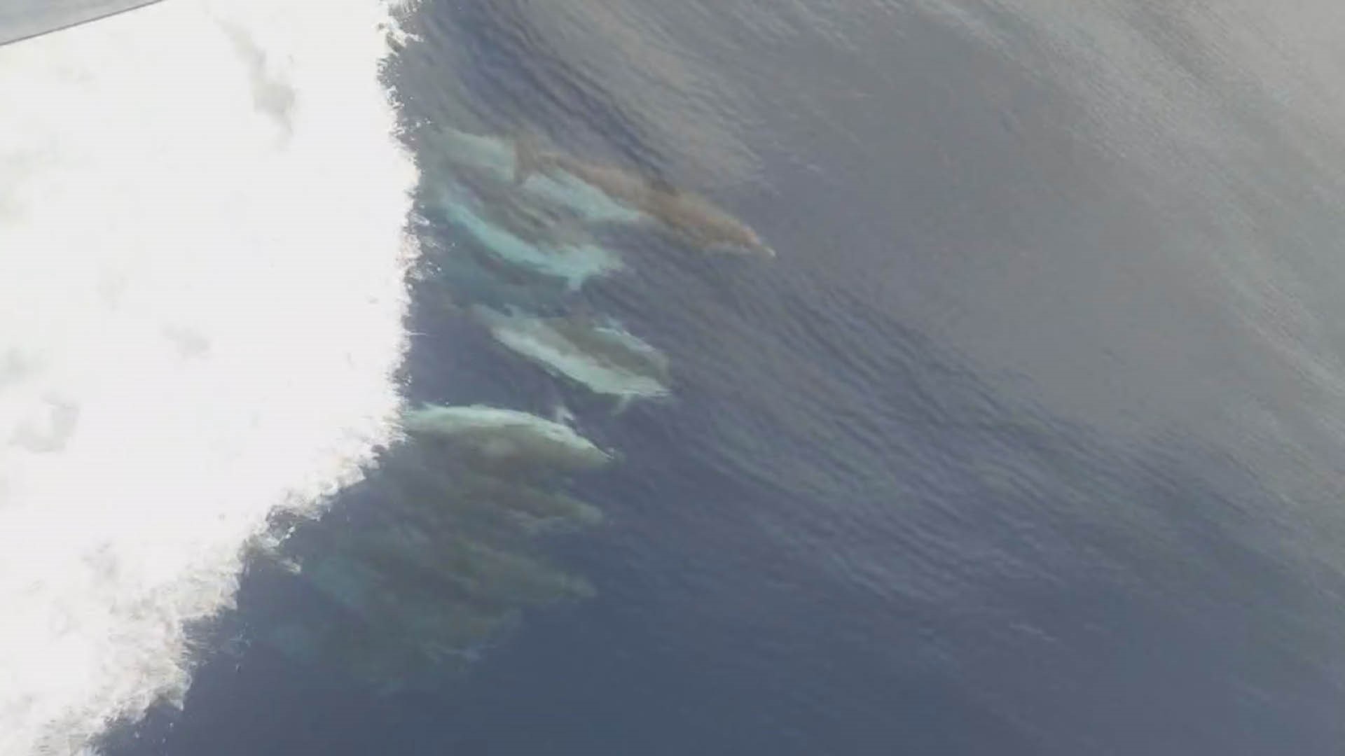 Bu görüntüler okyanustan değil, İzmir Çeşme açıklarından! Yunus sürüsü kuru yük gemisine eşlik etti